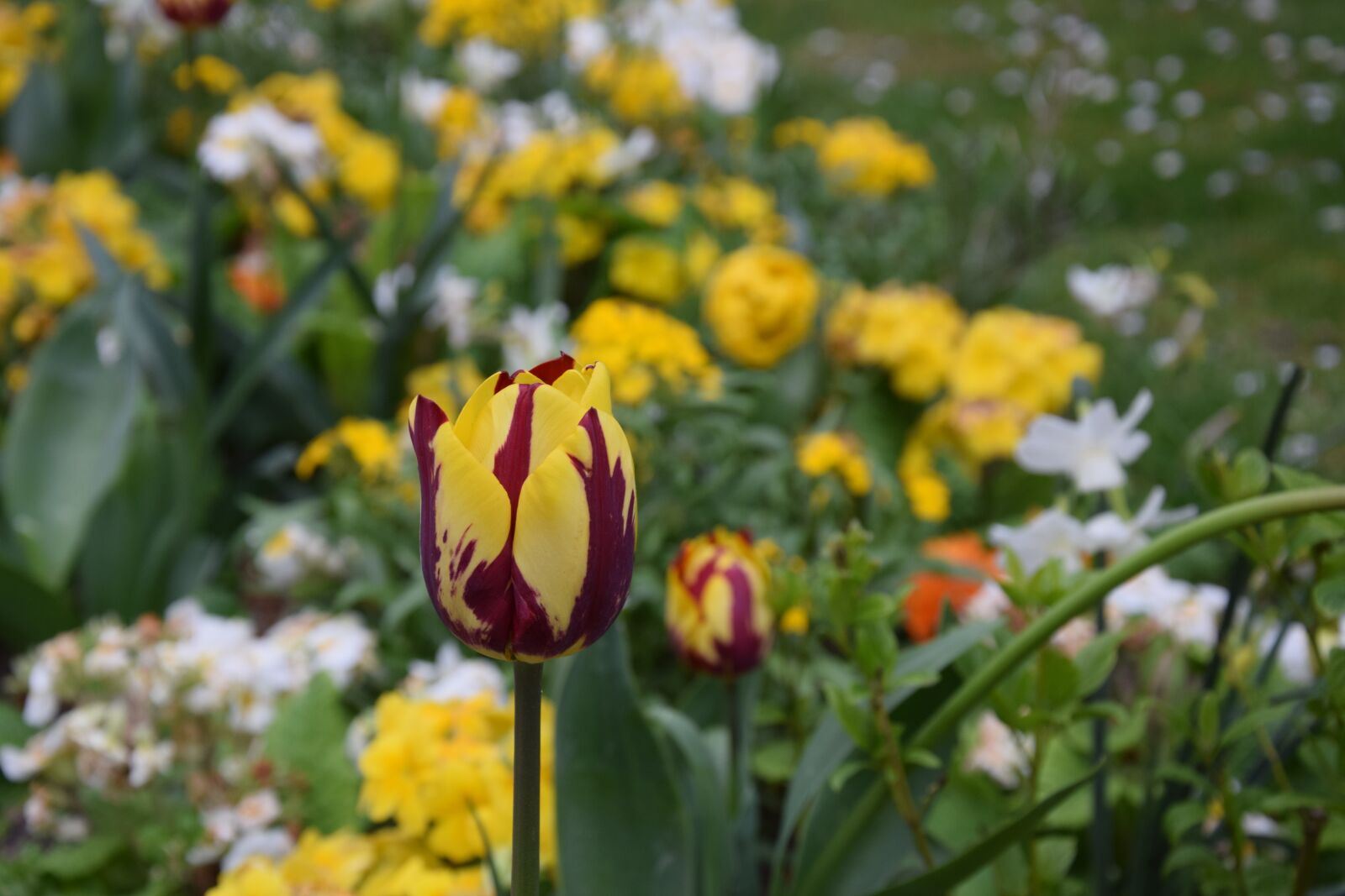 Nikon D5300 sample photo. Flower, yellow, tulip photography