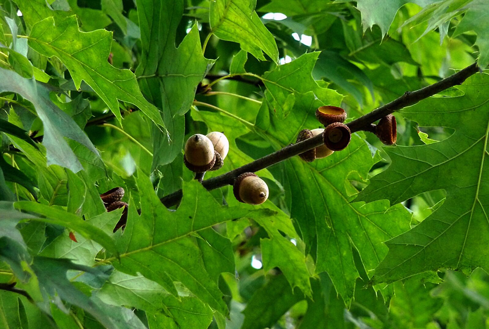 Panasonic DMC-TZ7 sample photo. Acorns, oak, nature photography