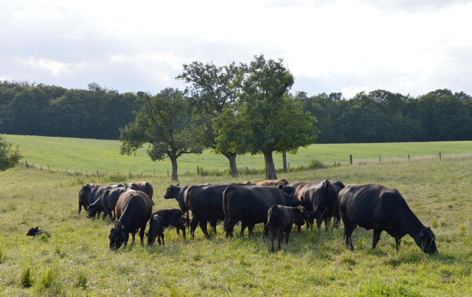 Nikon D3200 sample photo. Cows, organic cows, angus photography