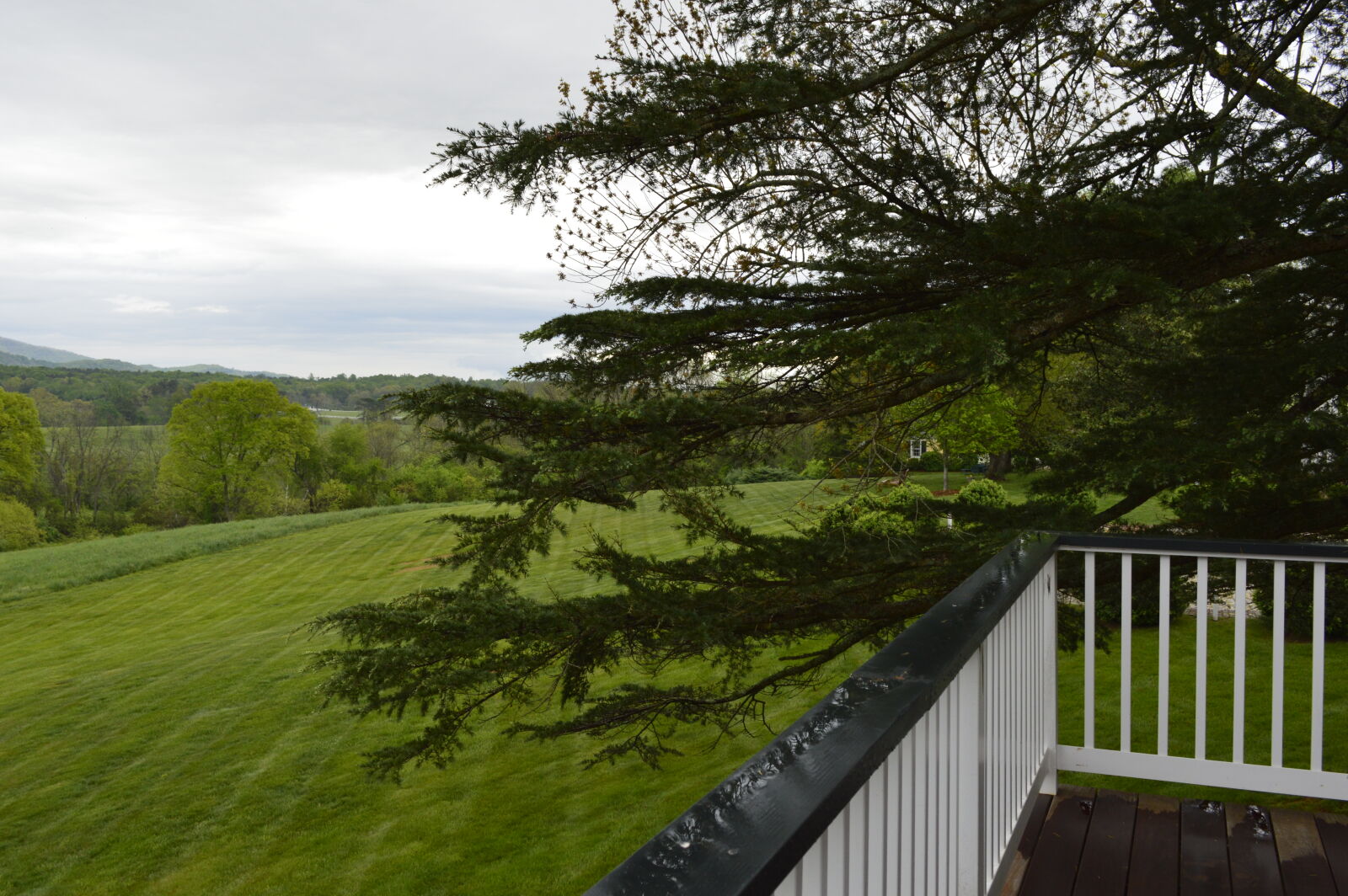 Nikon D3200 sample photo. Balcony, ct, evergreen, grass photography