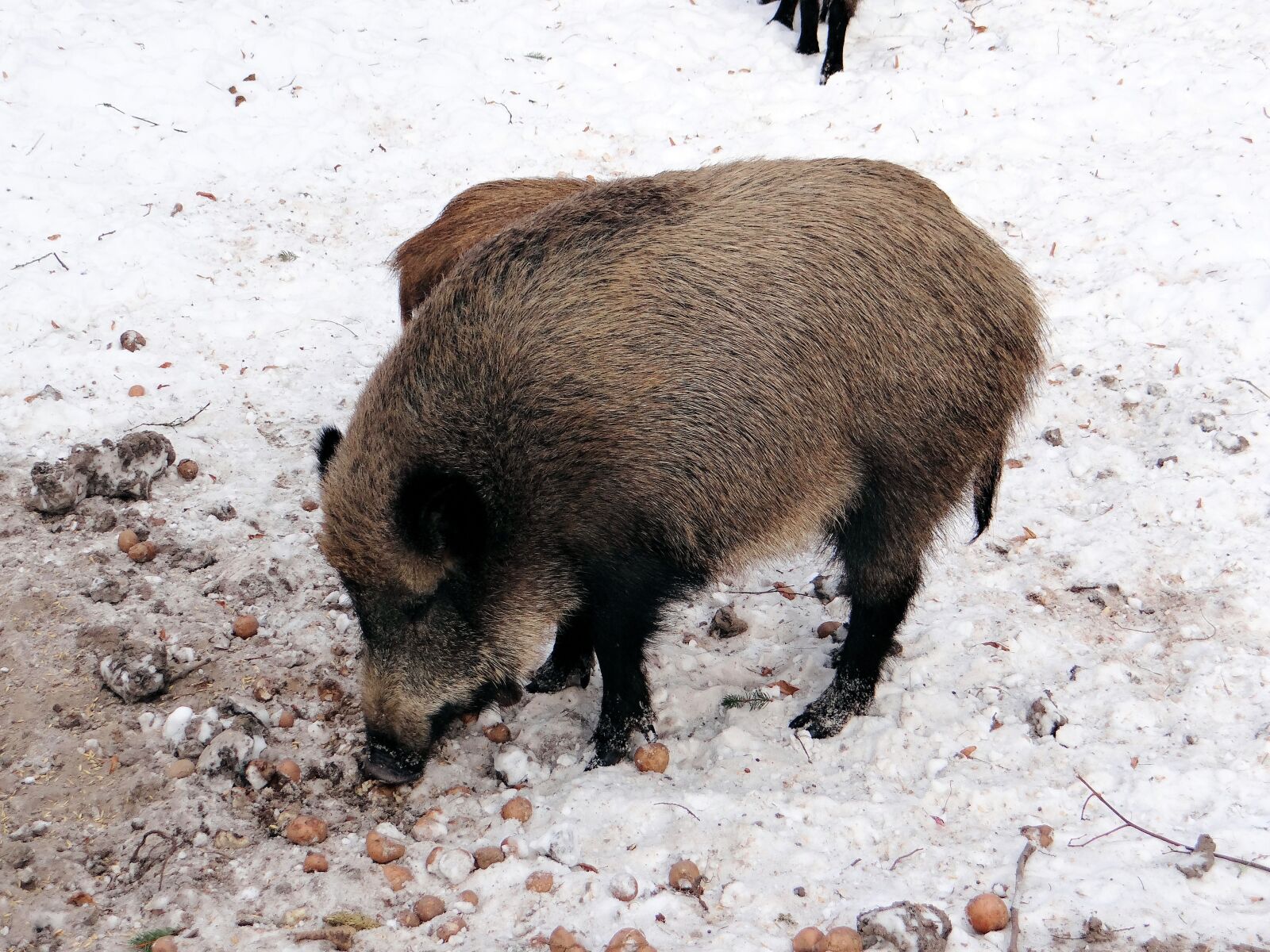Sony DSC-HX200V sample photo. Wild boar, pig, wild photography