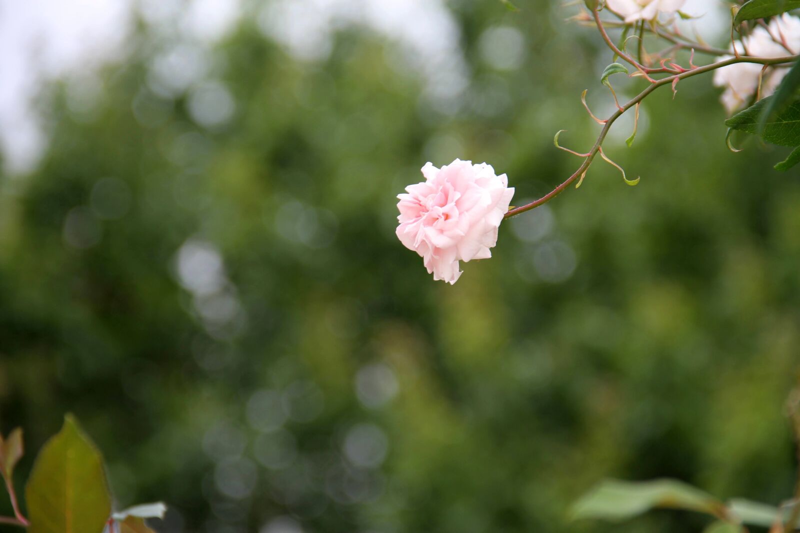 Canon EOS 7D sample photo. Rosa, flower, garden photography
