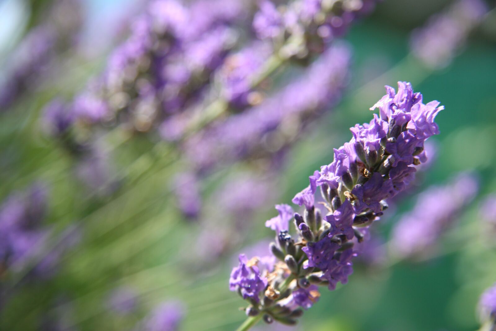 Canon EOS 20D sample photo. Lavender, purple, flower photography