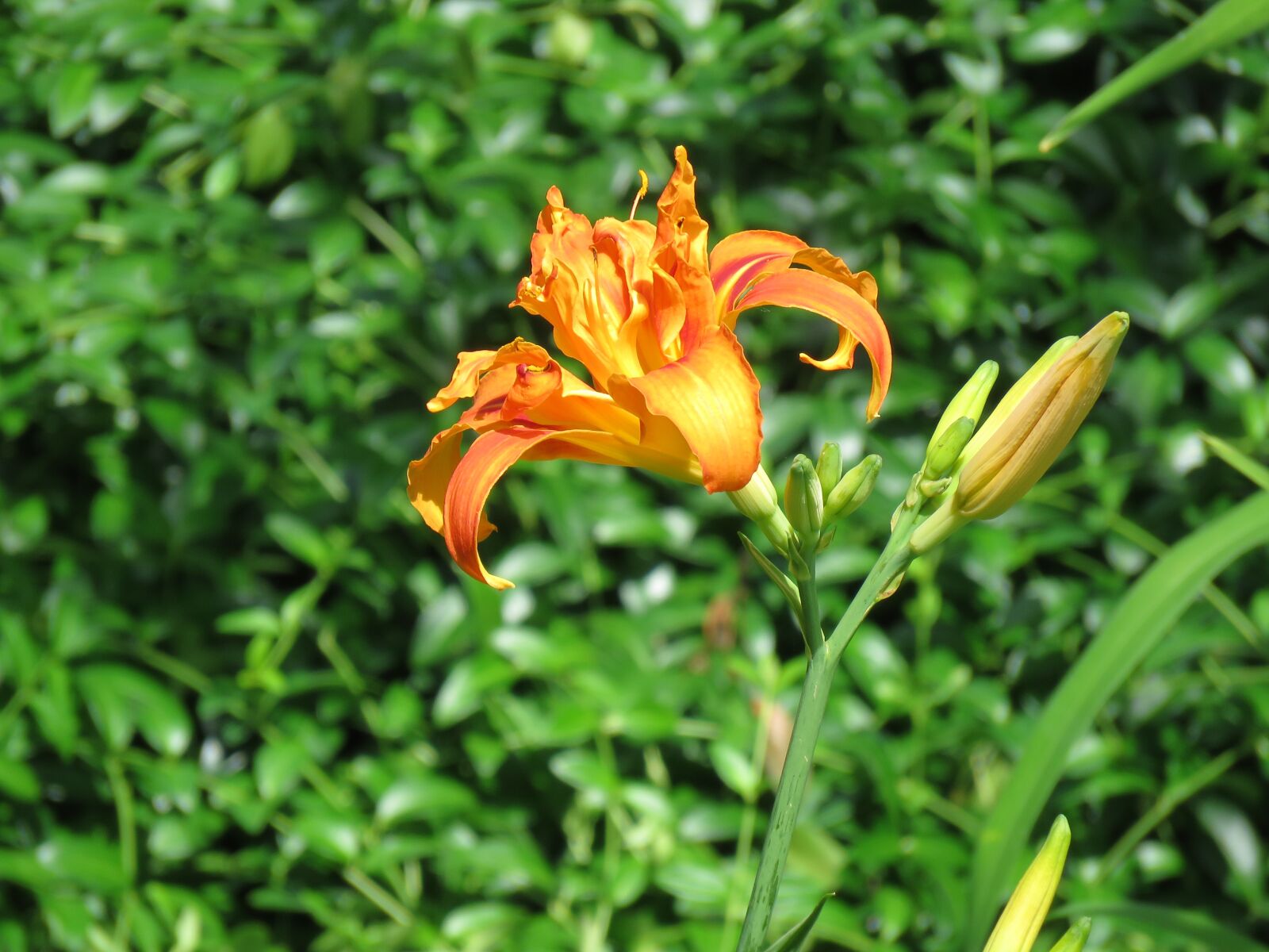 Canon PowerShot SX60 HS sample photo. Orange, day lily, bloom photography