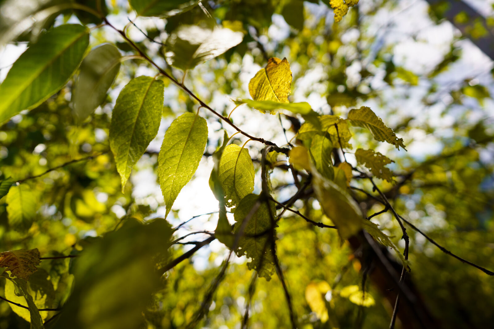 Sigma 24mm F1.4 DG DN Art sample photo. Leaves of the morning photography