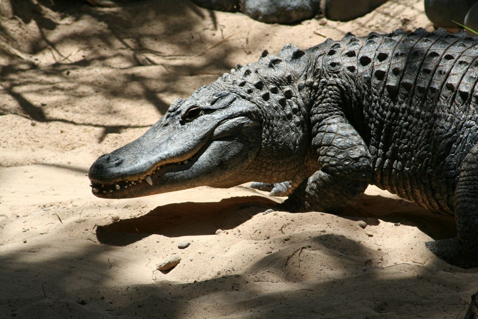 Canon EOS 350D (EOS Digital Rebel XT / EOS Kiss Digital N) sample photo. Crocodile, reptiles, animals photography