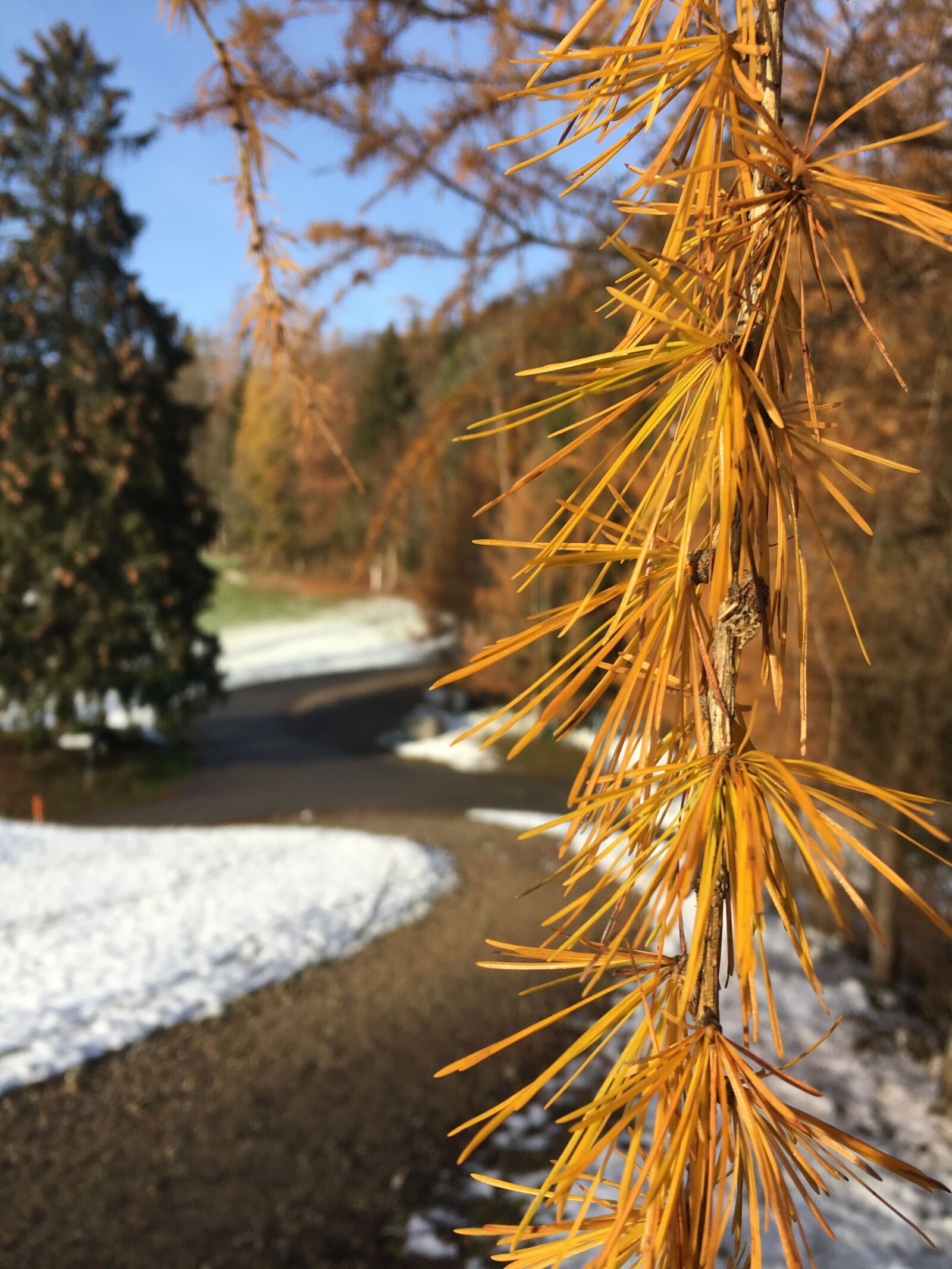 Apple iPhone 6s sample photo. Lark, tree, conifer photography