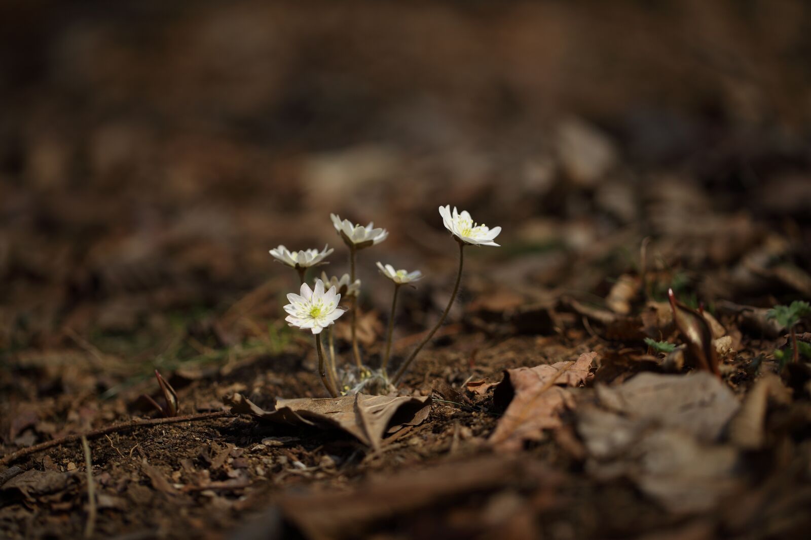 Canon EOS 5D Mark II sample photo. Nature, outdoors, plants photography