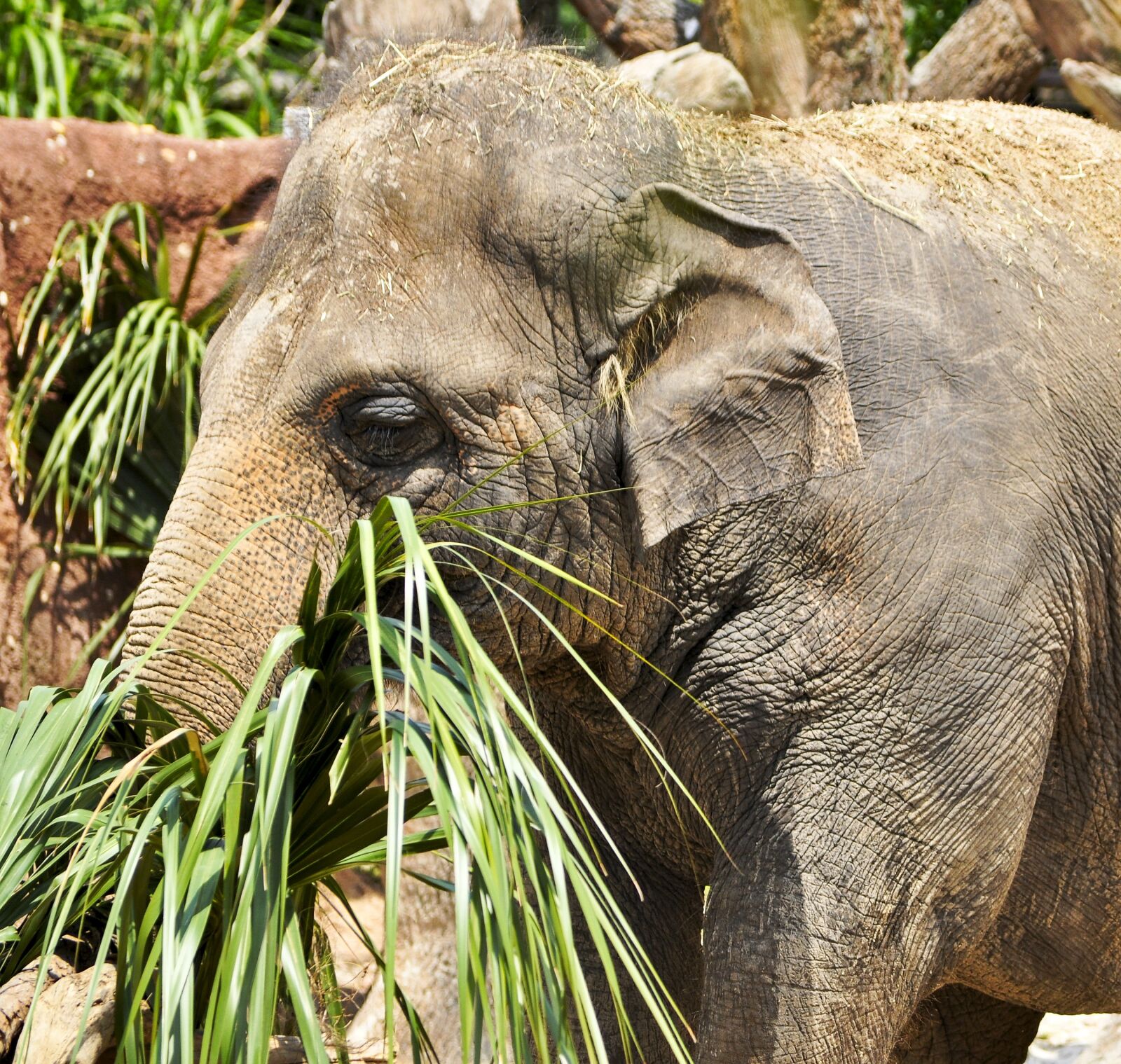 Nikon D5000 sample photo. Animal, mammal, elephant photography