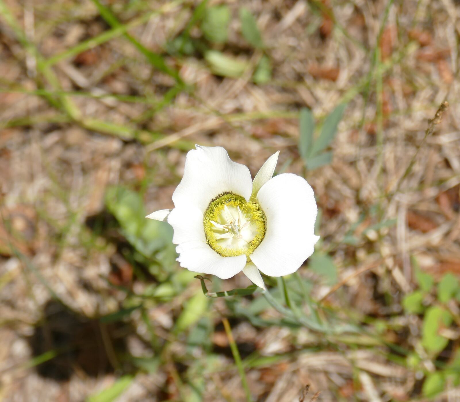 Panasonic Lumix DMC-FZ1000 sample photo. Sego lily, wildflowers, colorado photography