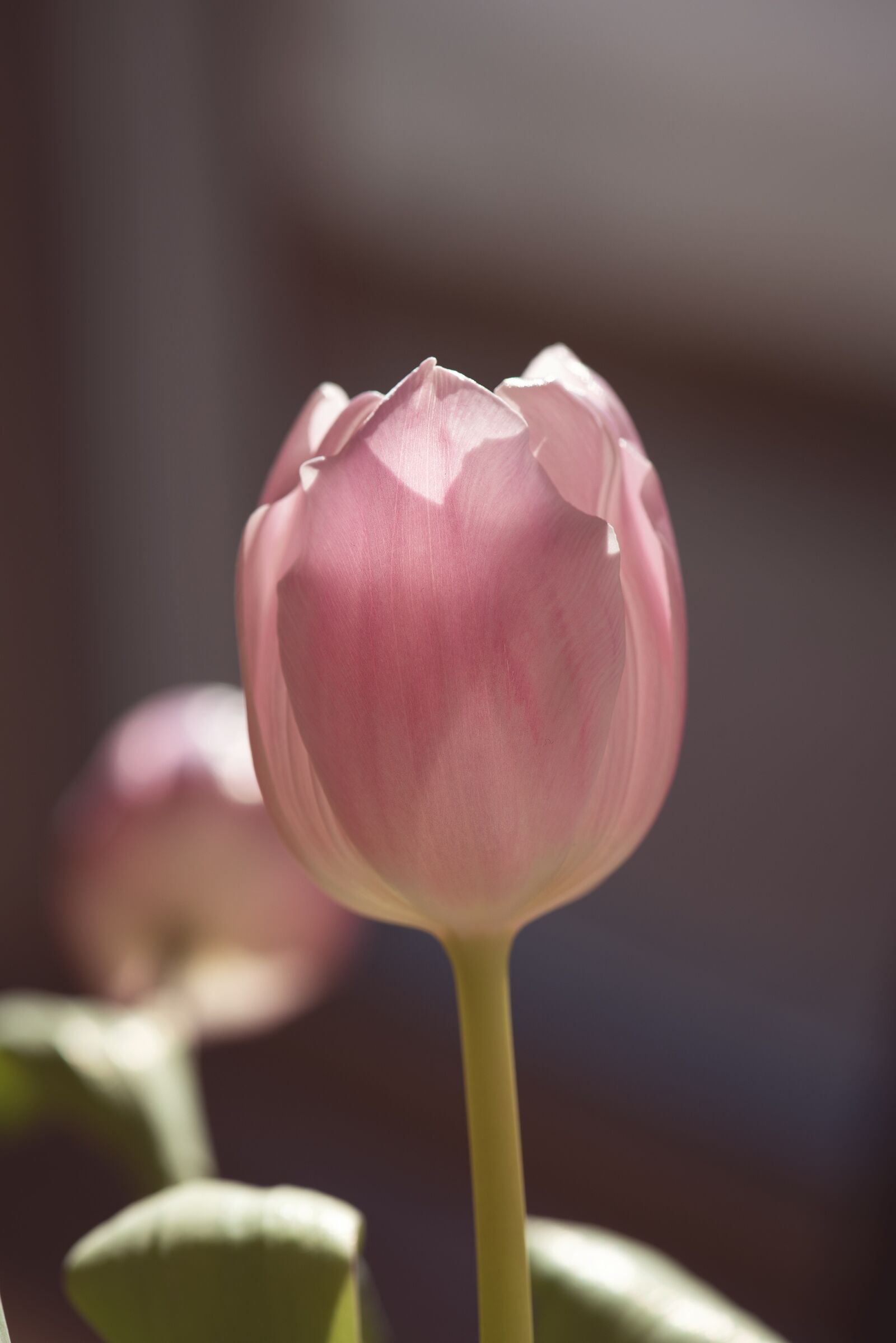 Nikon D750 sample photo. Tulip, flower, pink photography