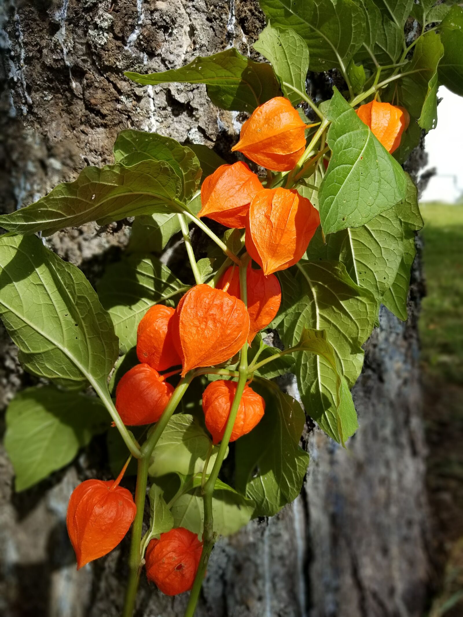 Samsung Galaxy S8+ sample photo. Chinese lantern, flower, orange photography