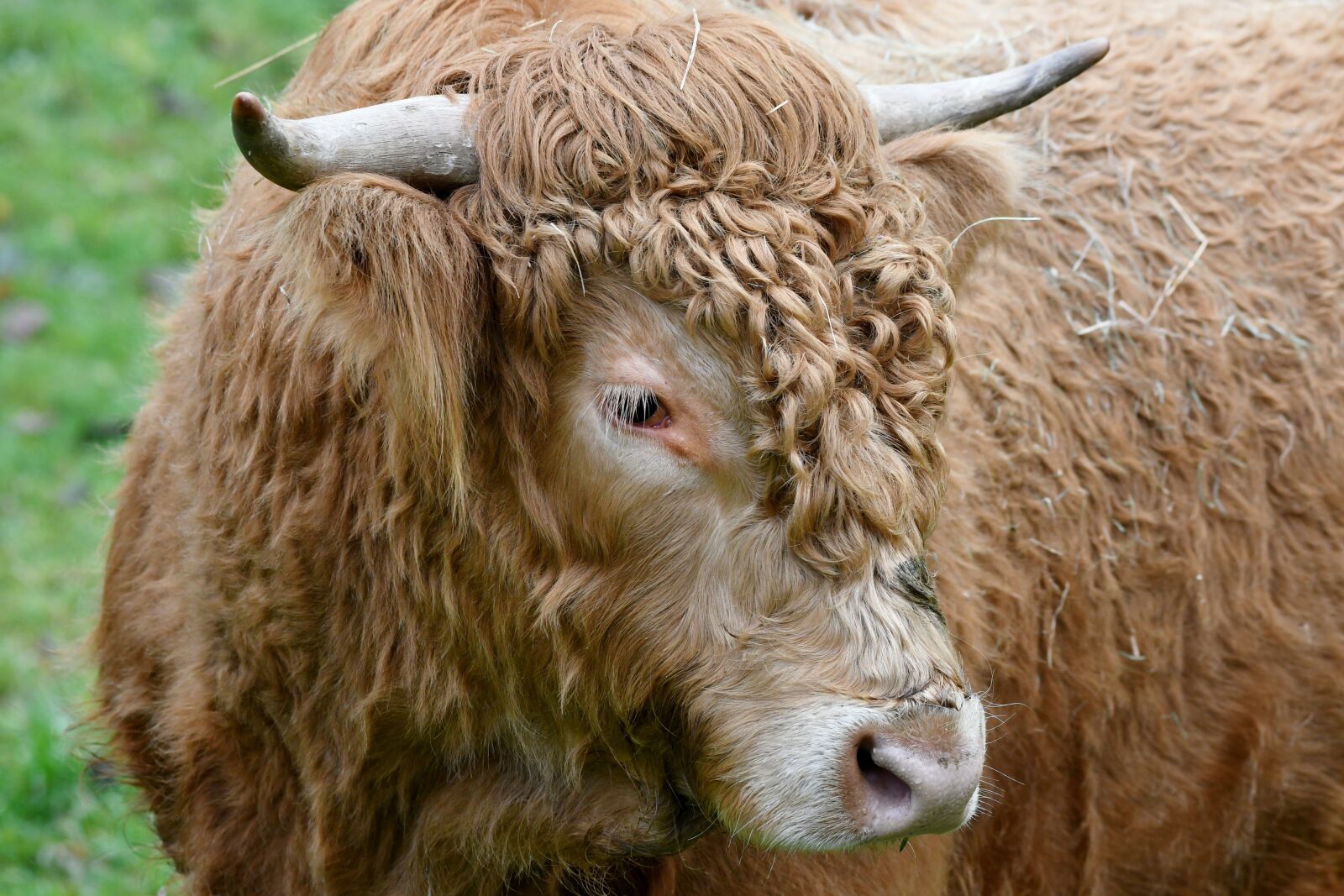 Nikon D500 sample photo. Bull, herkauwer, scottish highlander photography