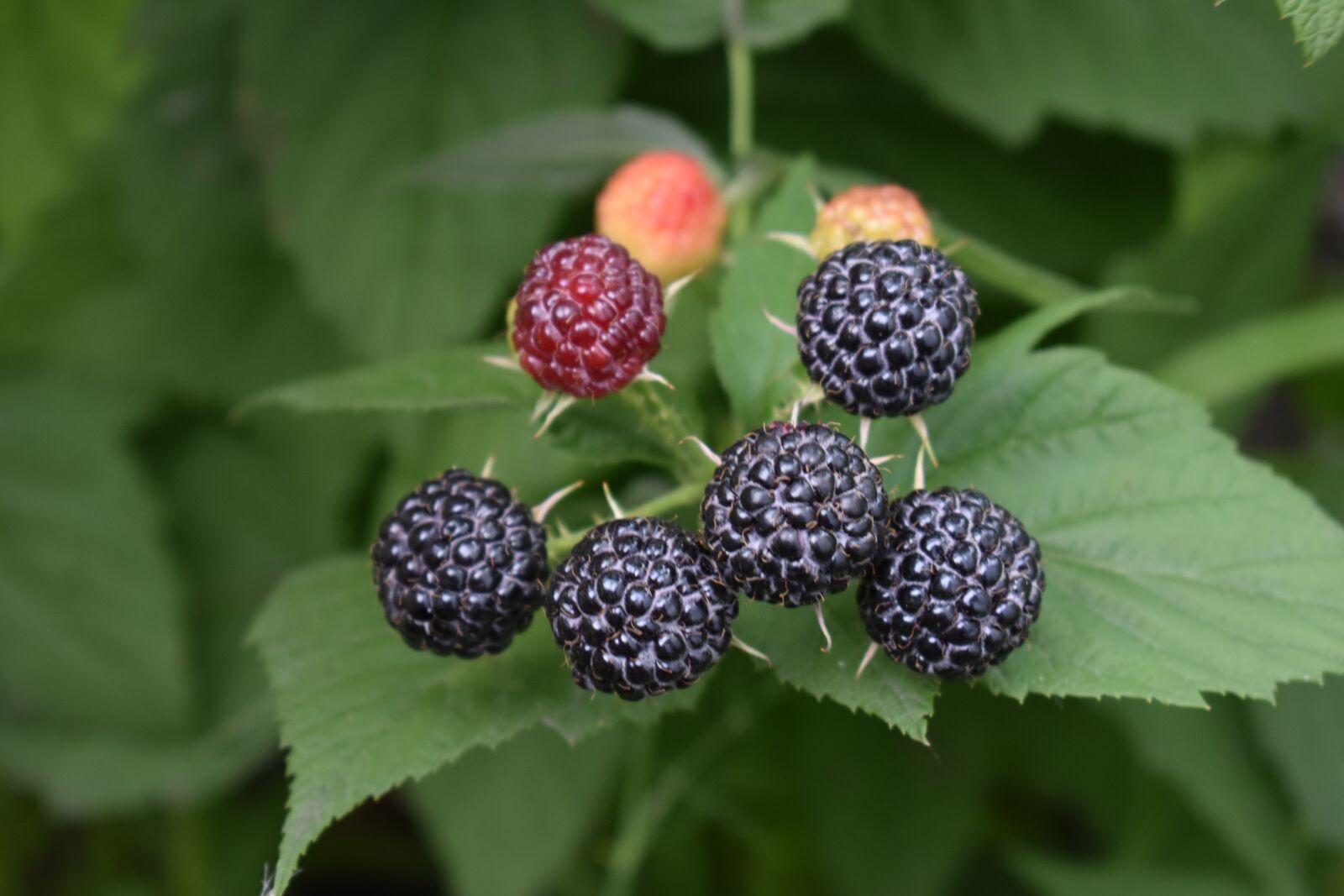 Nikon D3400 sample photo. Berry, hybrid, blackberry photography