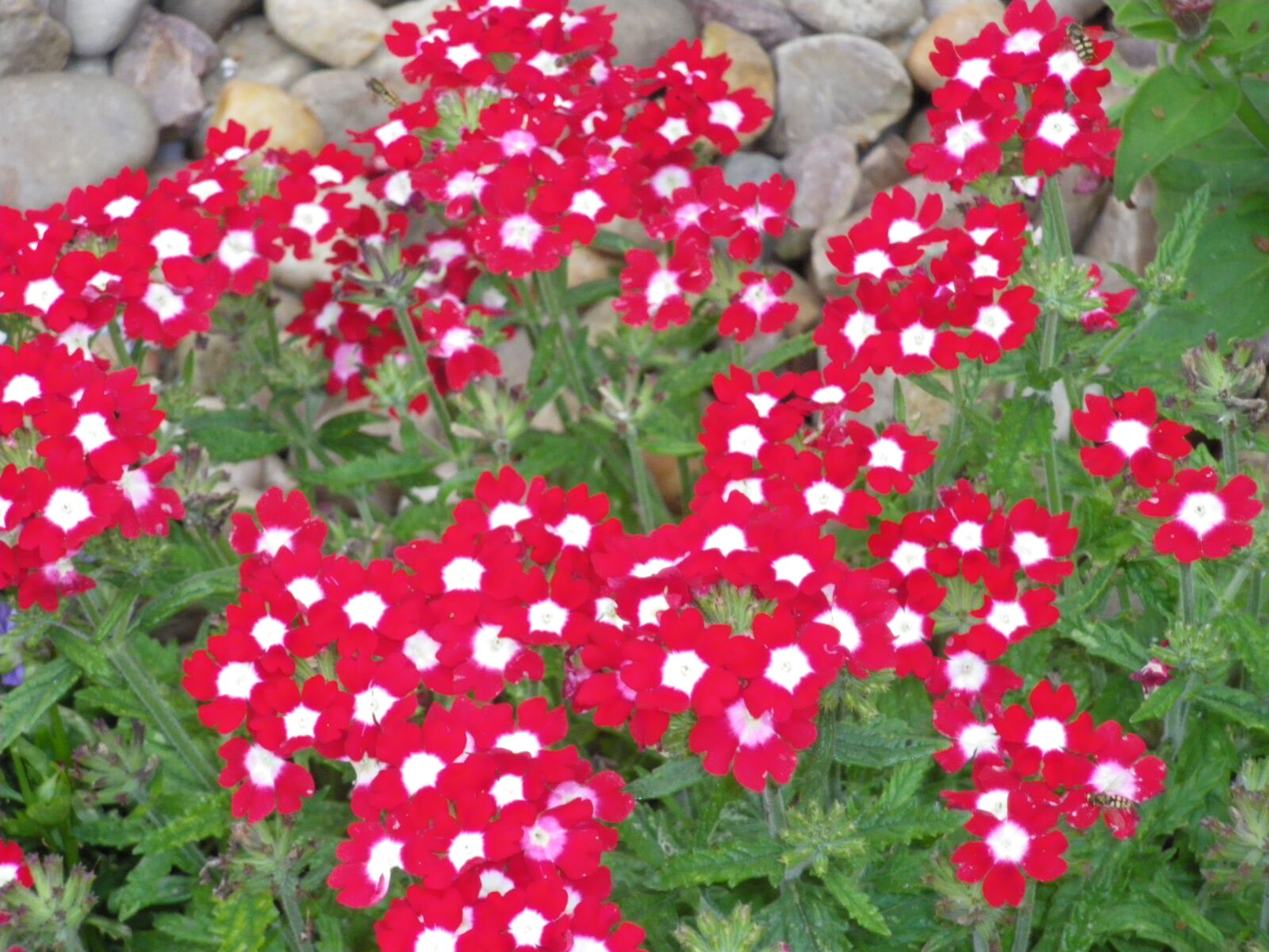 Pentax OPTIO L50 sample photo