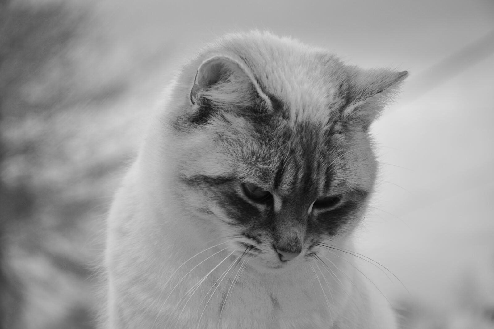Nikon D5200 sample photo. Cat, cat with head photography