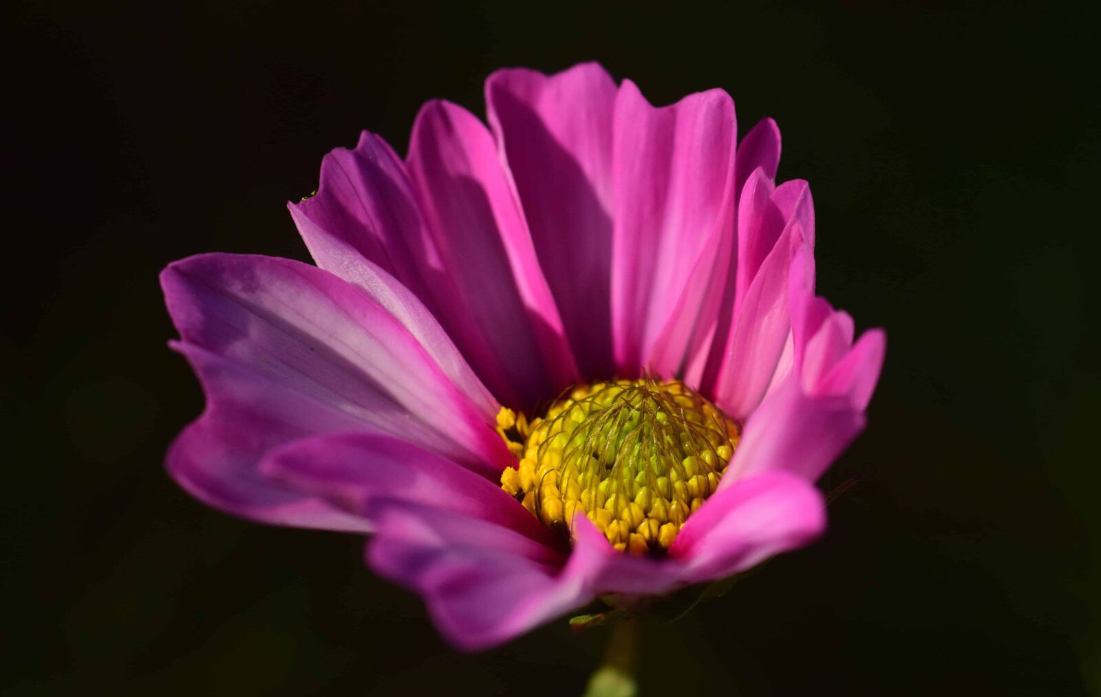 Nikon D3300 sample photo. Pistil, darkness, flower, nature photography