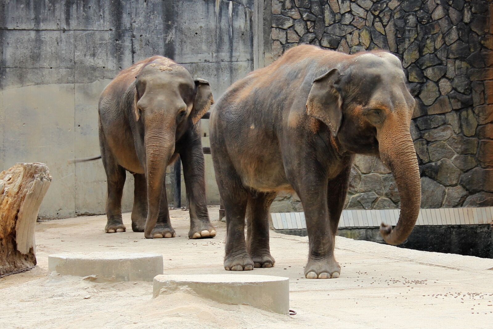 Canon EOS 600D (Rebel EOS T3i / EOS Kiss X5) sample photo. Elephant, indian, animal photography