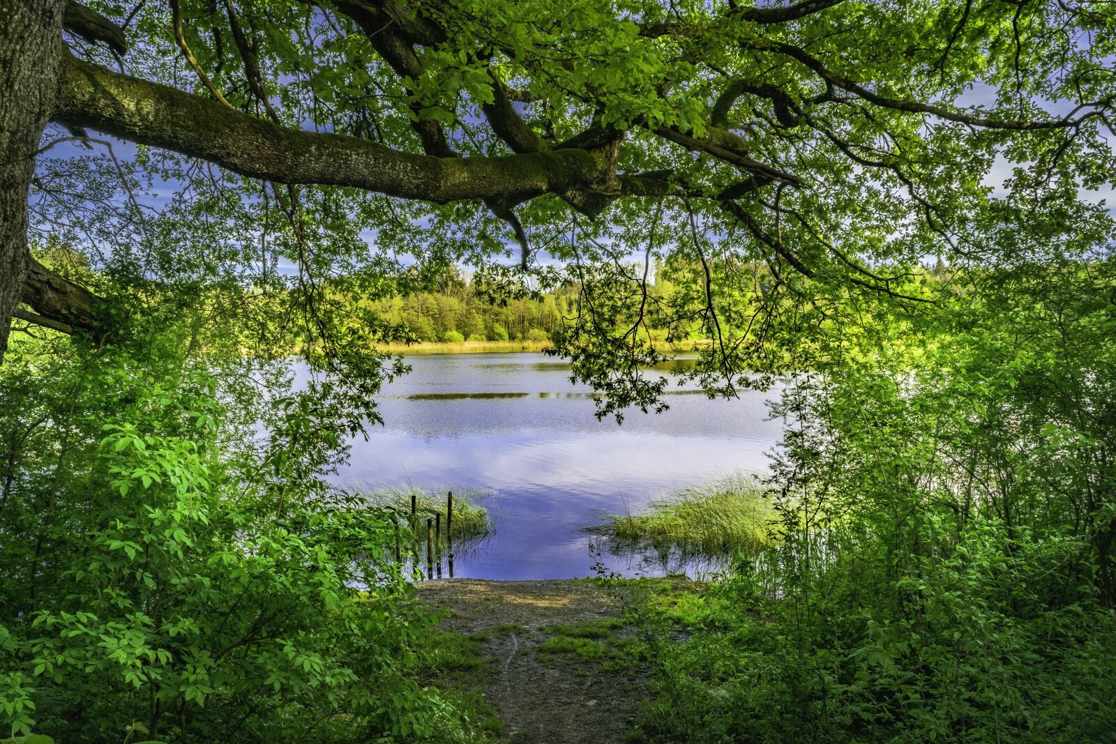 Nikon D3300 sample photo. Lake, forest, nature photography
