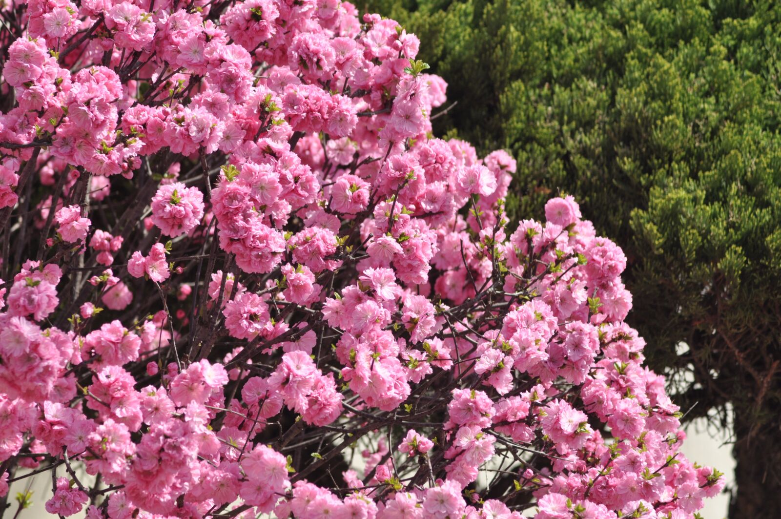 Nikon D90 sample photo. Flowers, spring, pink photography