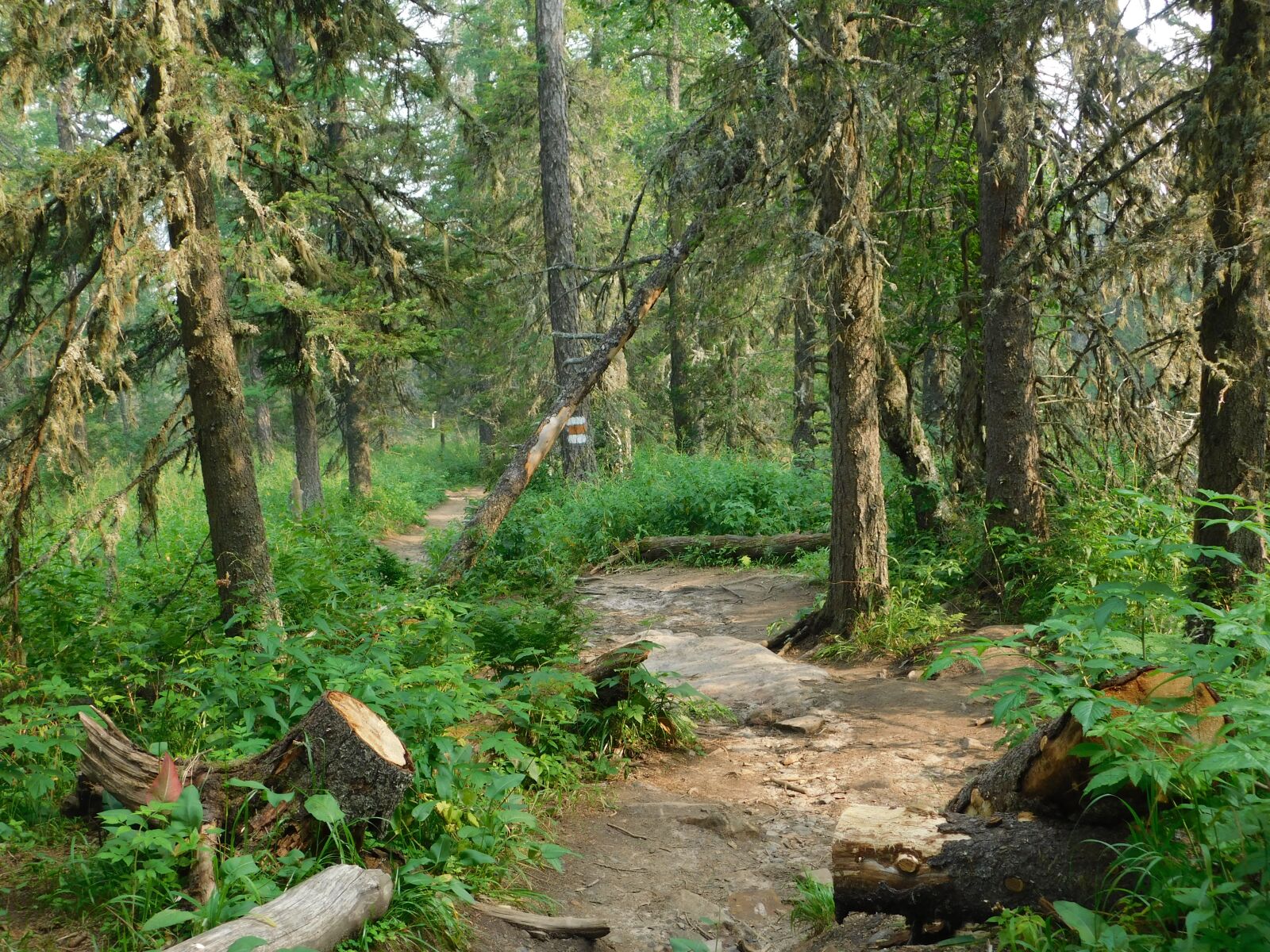 Nikon Coolpix B500 sample photo. Summer, trail, forest photography