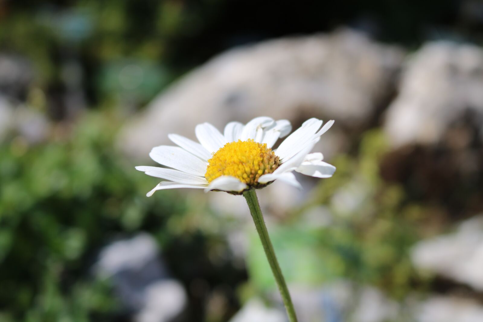 Canon EOS 750D (EOS Rebel T6i / EOS Kiss X8i) sample photo. Little flower, outdoor, flowers photography