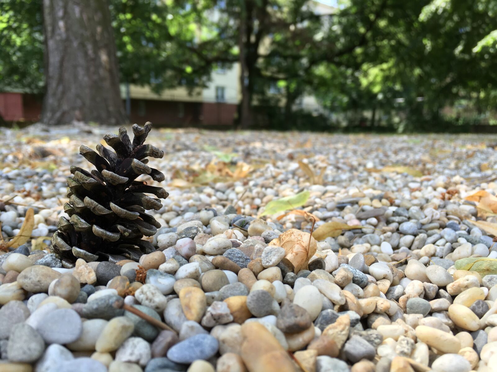 Apple iPhone 6s sample photo. Cone, small, rock photography