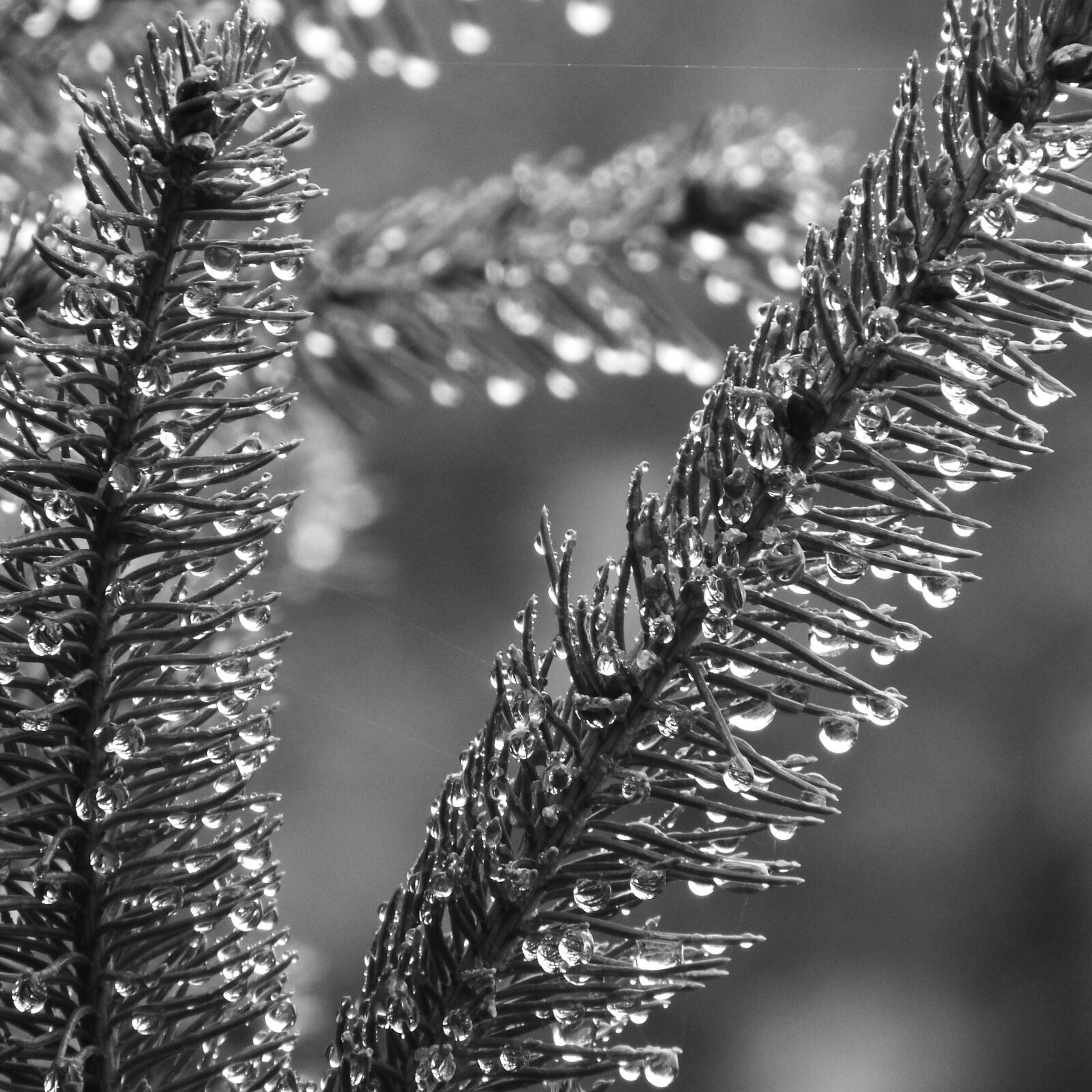 Nikon Coolpix P610 sample photo. Spruce, evergreen tree, dew photography