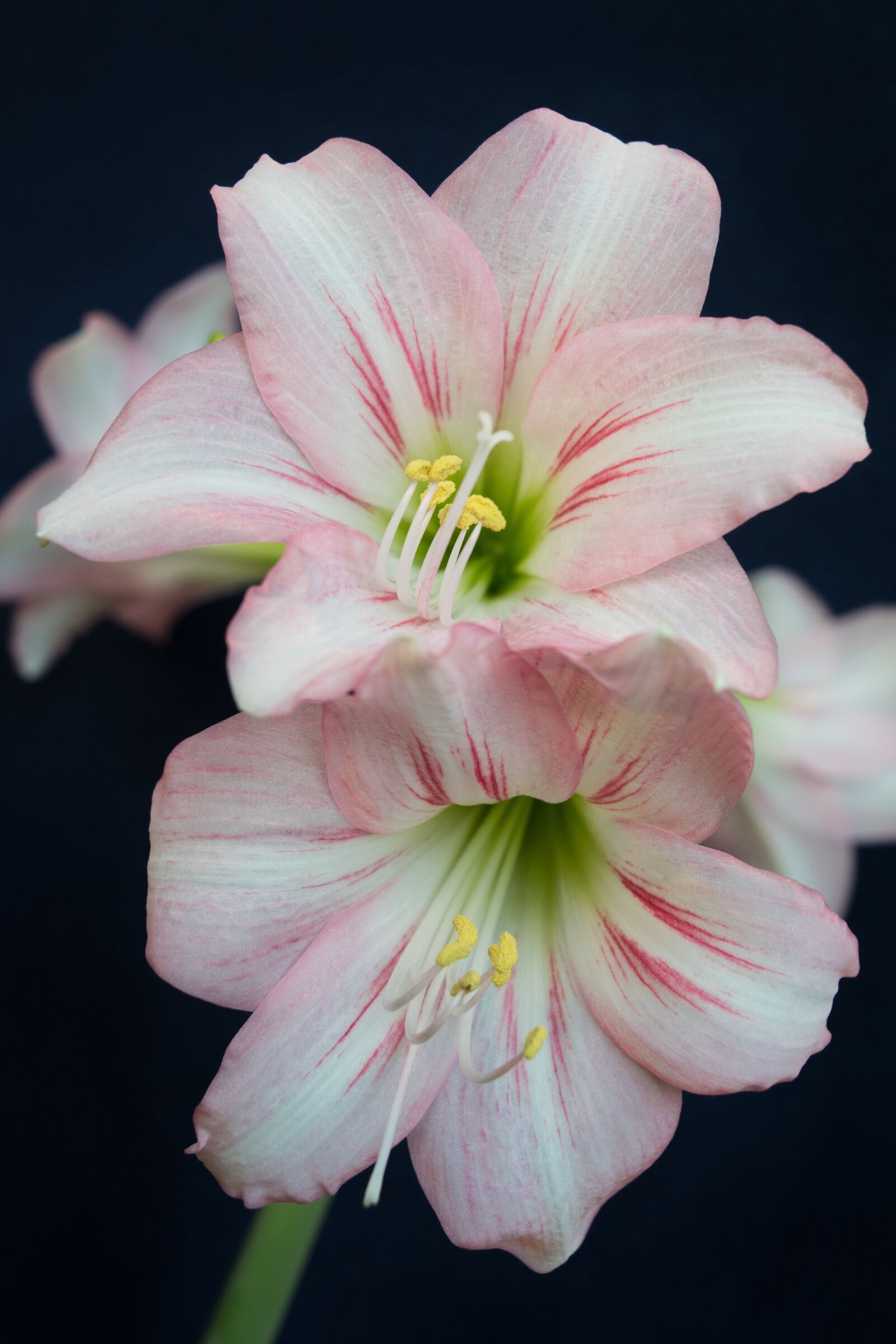 Nikon D3300 sample photo. Amaryllis, flower, pink photography