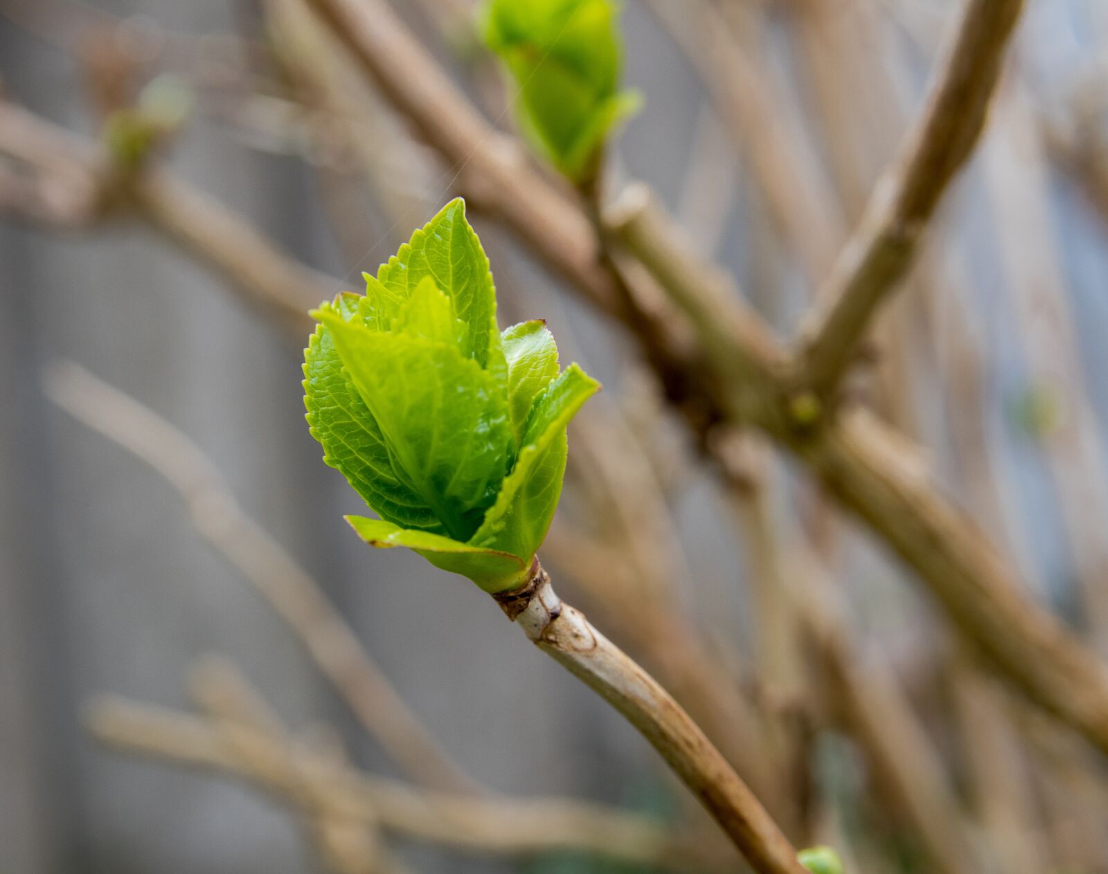 Canon EOS 80D sample photo. Bud, bush, spring photography