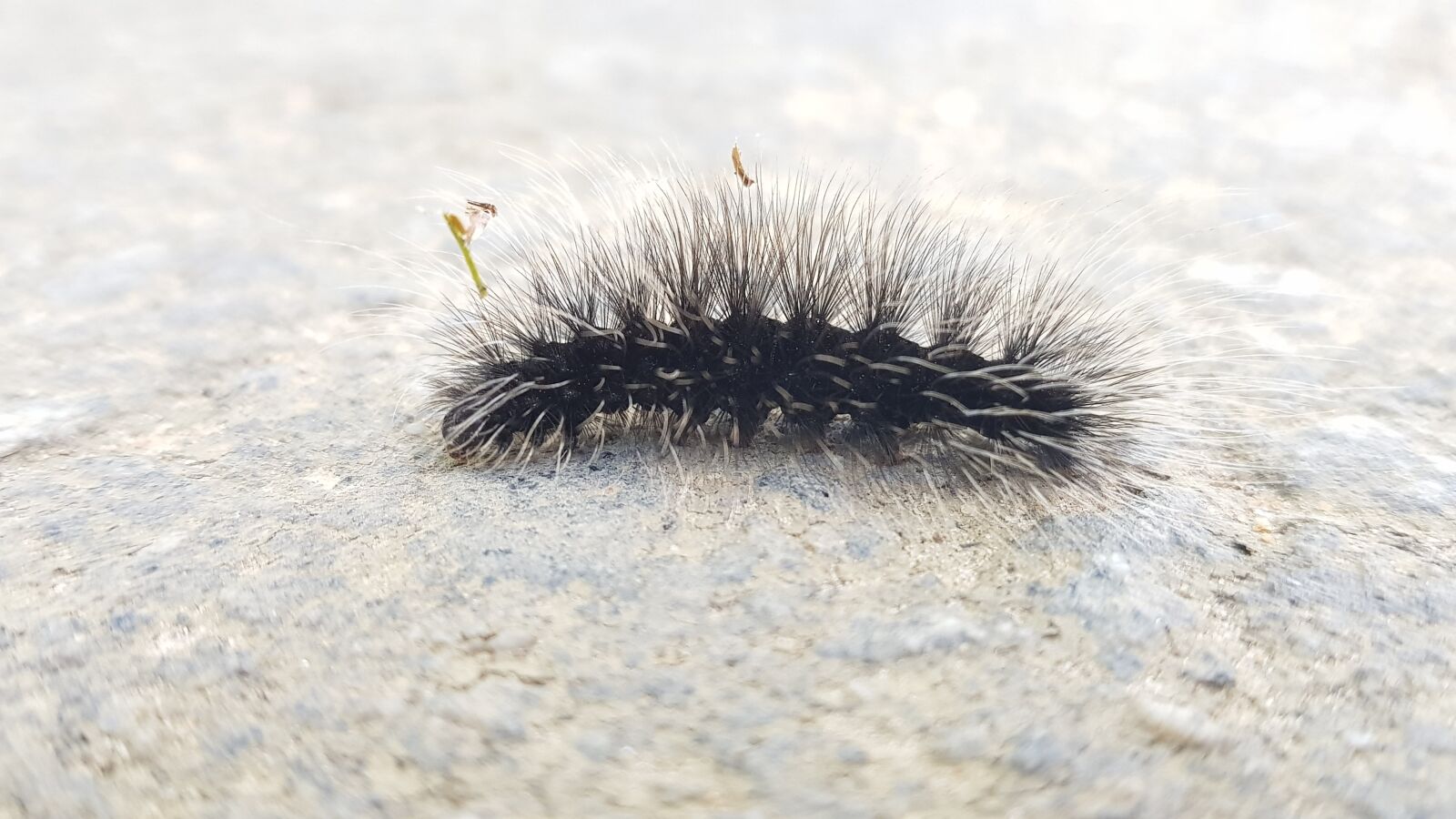 Samsung Galaxy S8+ sample photo. Nature, insect, caterpillar photography
