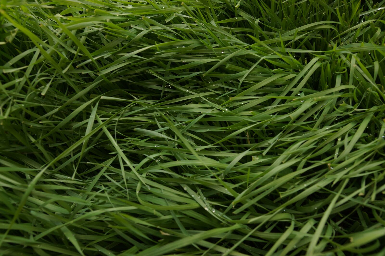 Sony SLT-A65 (SLT-A65V) sample photo. Grass, field, green photography