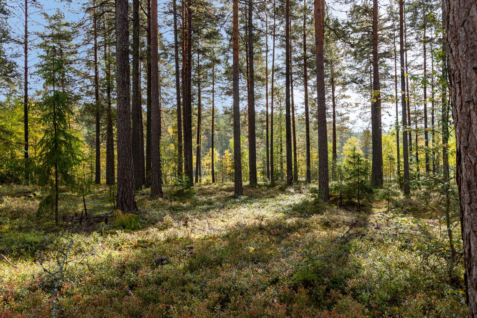 Canon EOS 6D Mark II sample photo. Mariannelund, sweden, landscape photography
