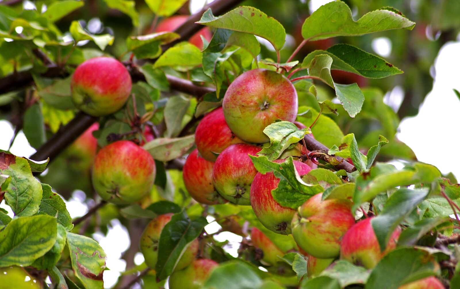 Pentax *ist DL2 sample photo. Apple, apple tree, harvest photography