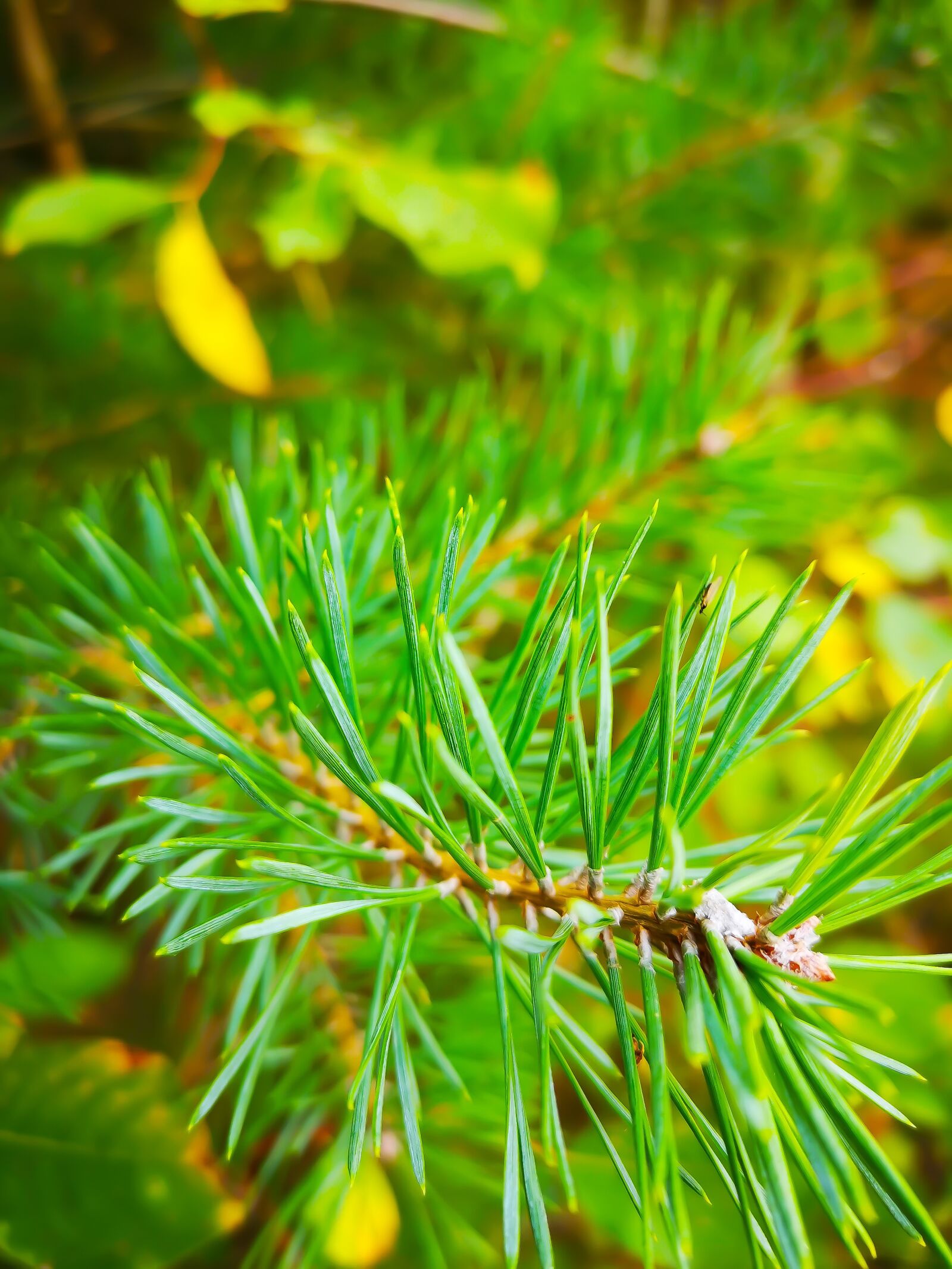 HUAWEI CLT-L29 sample photo. Fir tree, forest, autumn photography