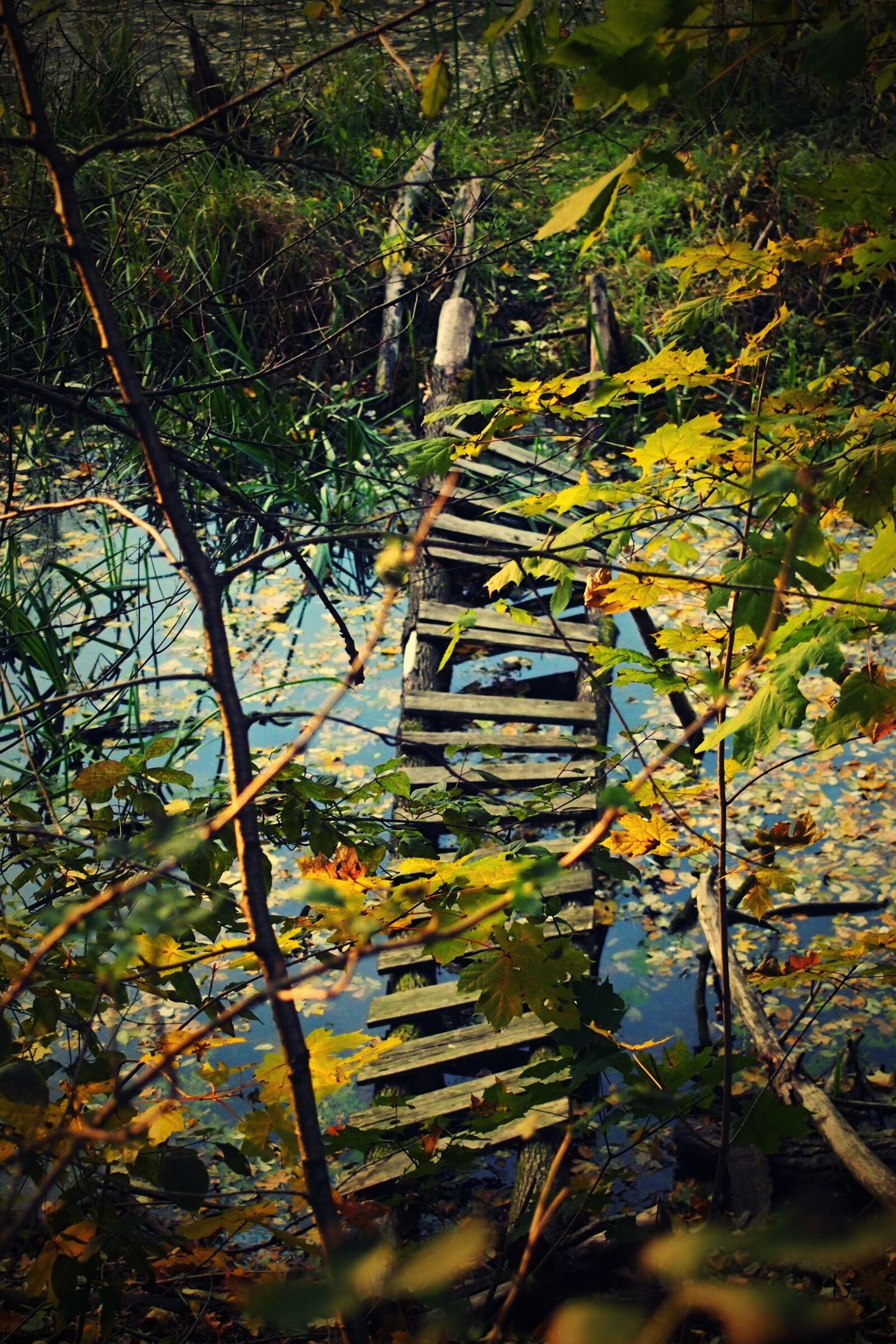 Olympus PEN E-PM1 sample photo. Autumn, water, wood photography