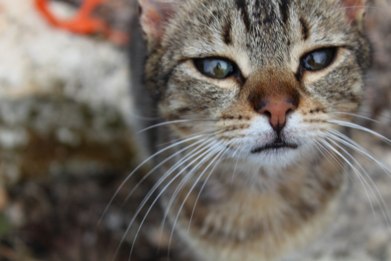 Canon EOS 1200D (EOS Rebel T5 / EOS Kiss X70 / EOS Hi) sample photo. Cat, eyes, animal photography