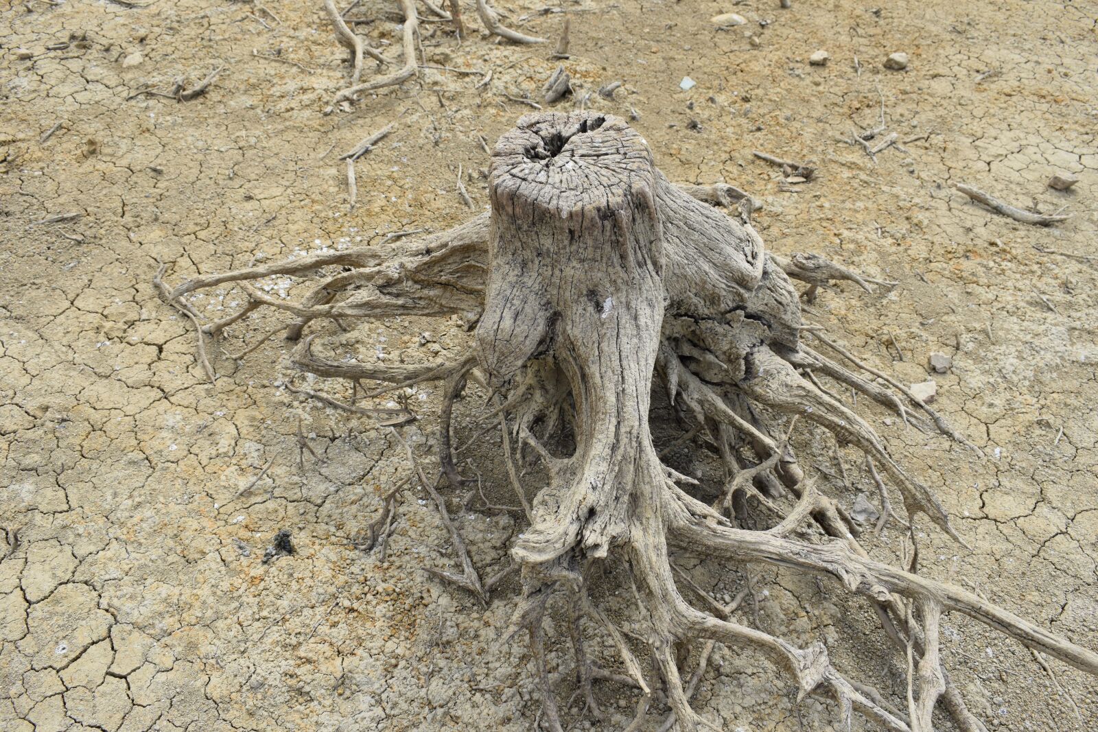 Nikon D3300 sample photo. Log, stamp, kerf photography