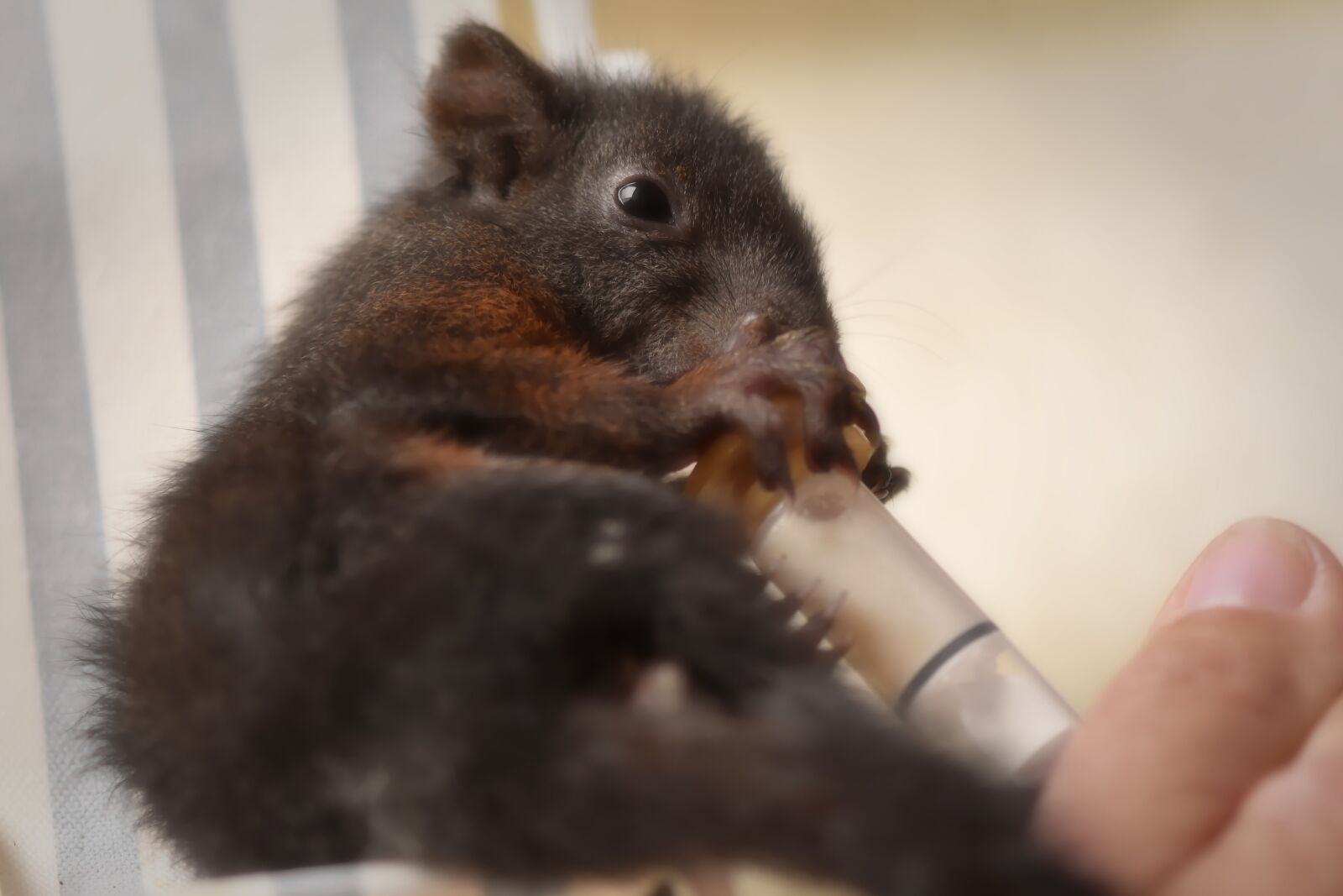 Nikon D7200 sample photo. Squirrel, baby, beef up photography