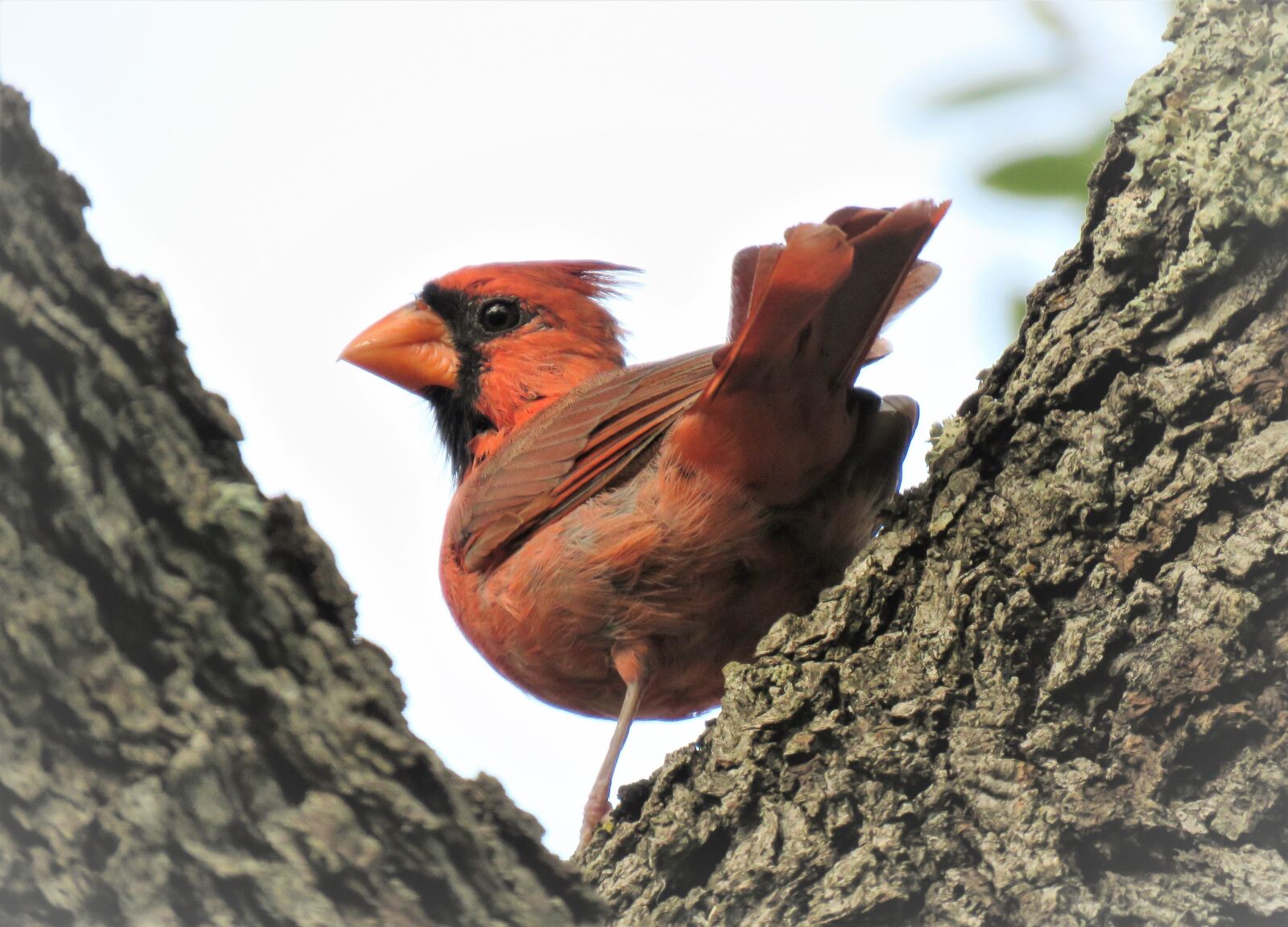Canon PowerShot SX60 HS sample photo. Bird, cardinal, songbird photography