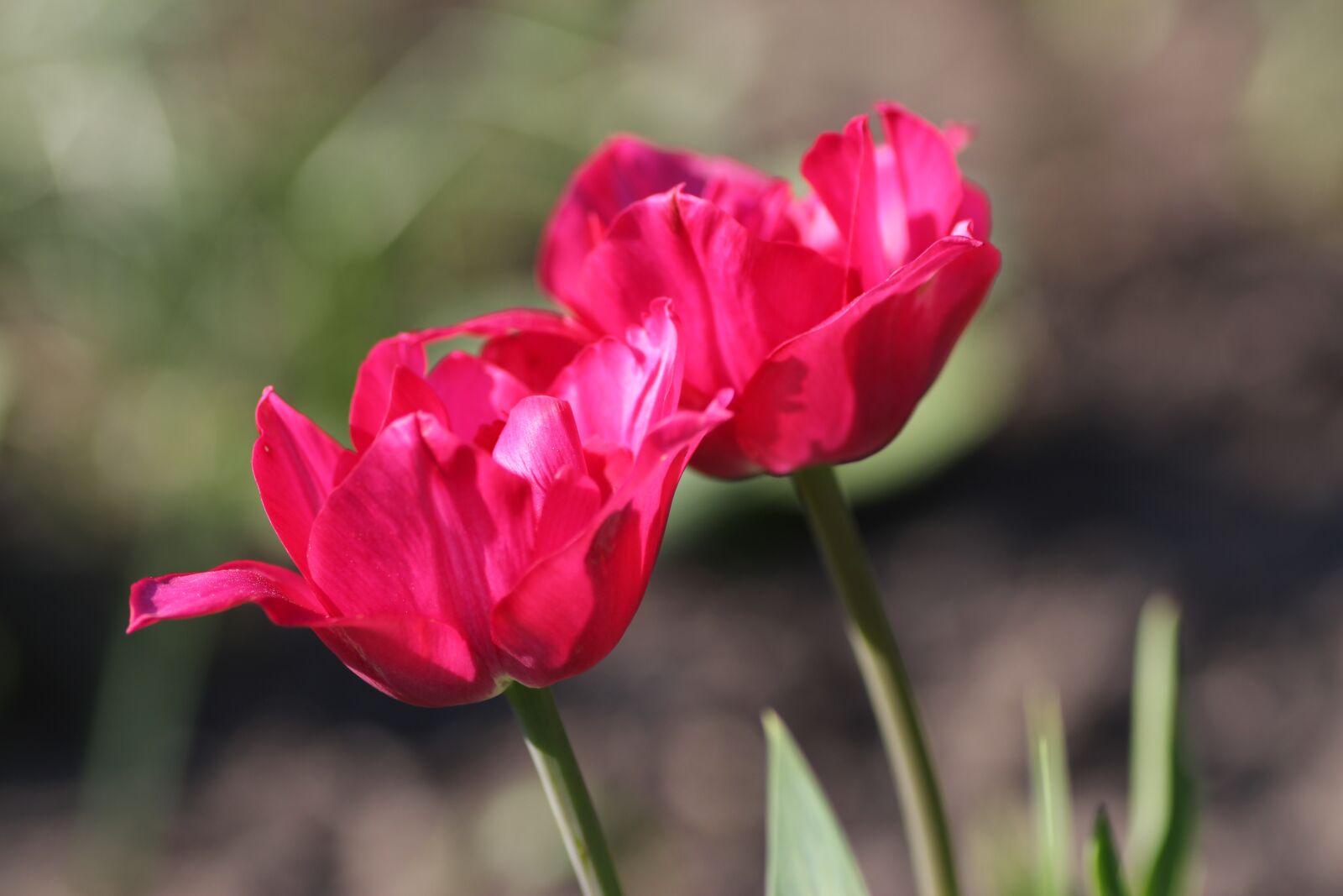 Tamron SP 90mm F2.8 Di VC USD 1:1 Macro sample photo. Tulips, red, flowers photography