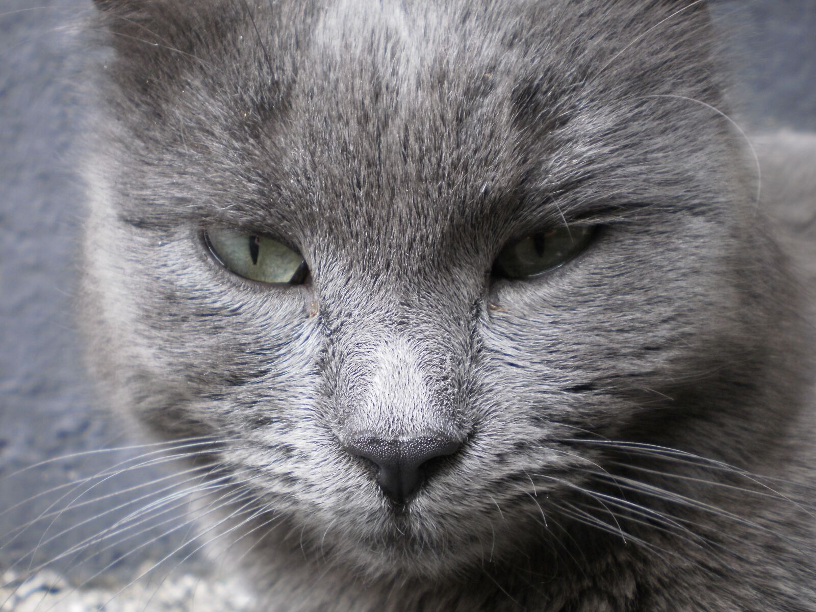 Olympus FE26,X21 sample photo. Cat, sleep, animal photography