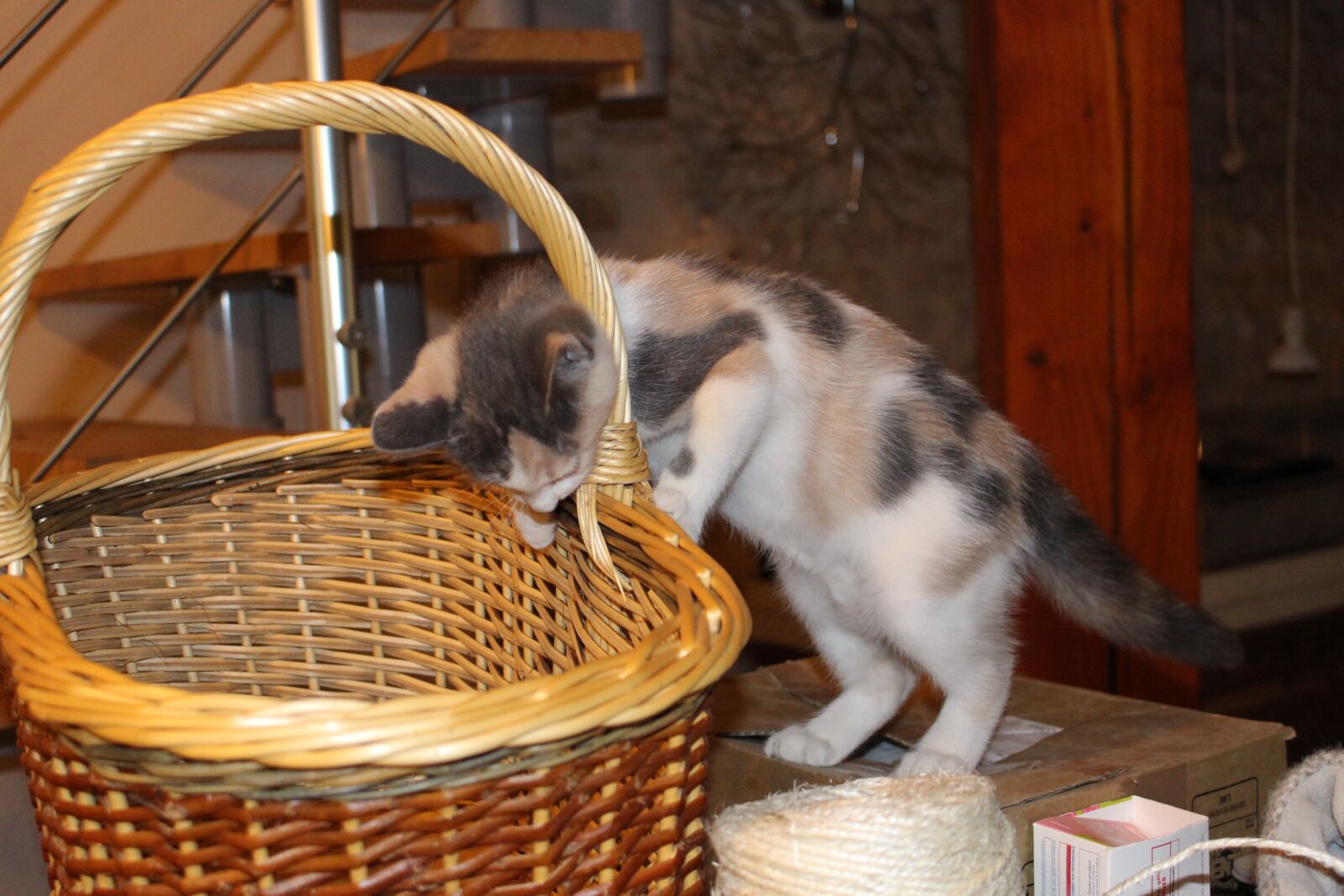 Canon EOS 700D (EOS Rebel T5i / EOS Kiss X7i) sample photo. Cat, curious, kitten photography