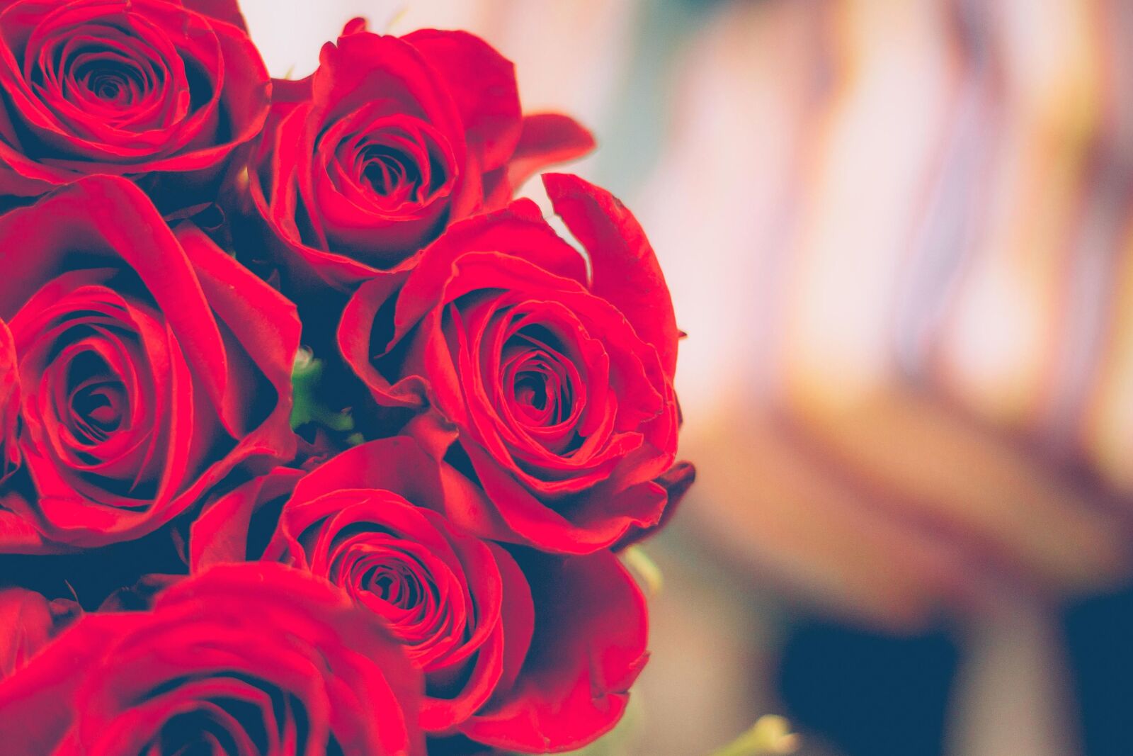Canon EOS 60D + Canon EF 50mm F1.8 II sample photo. Bouquet, roses, red, petals photography