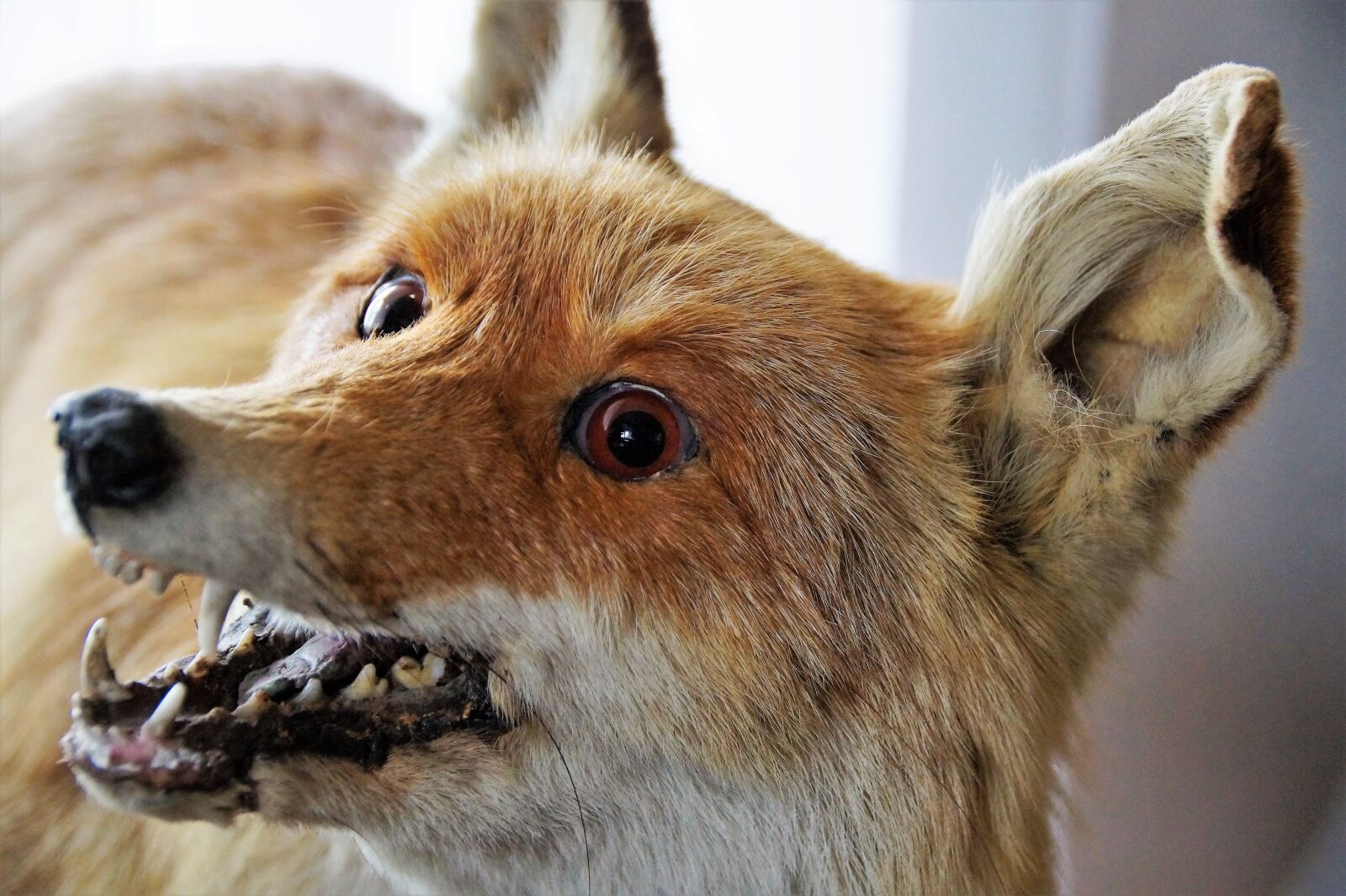 Sony SLT-A58 sample photo. Fox, wild, animal photography