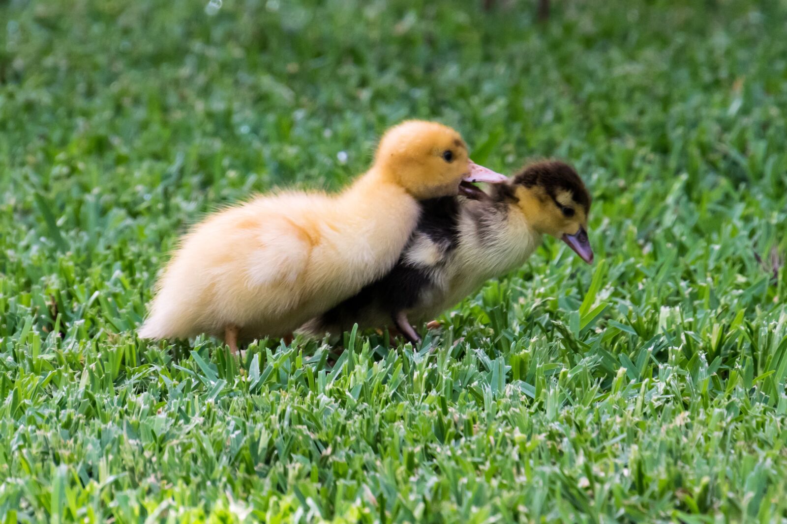 Nikon D3300 sample photo. Duck, ducklings, bird photography
