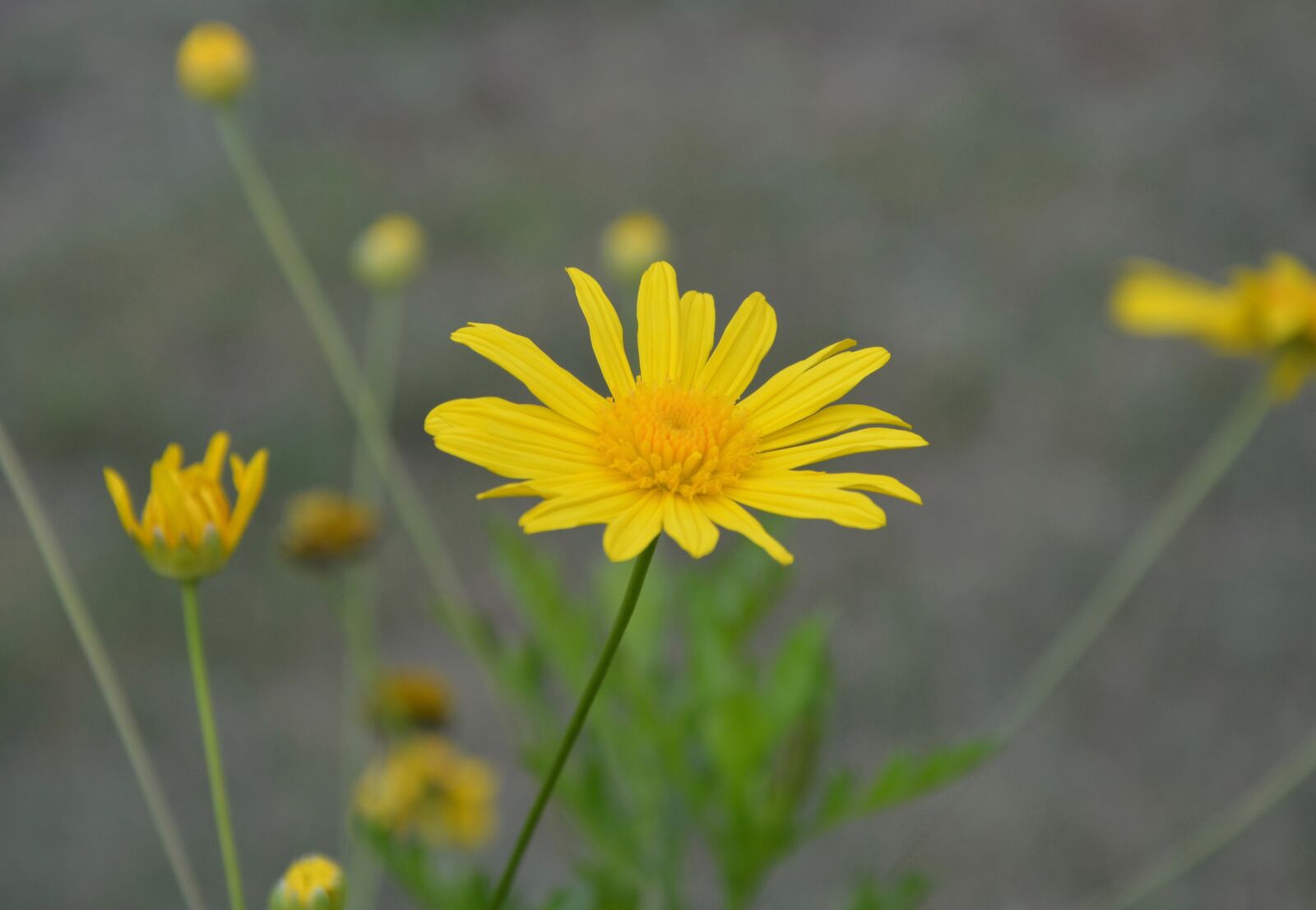 Nikon D5200 sample photo. Flower, flowers, yellow daisy photography