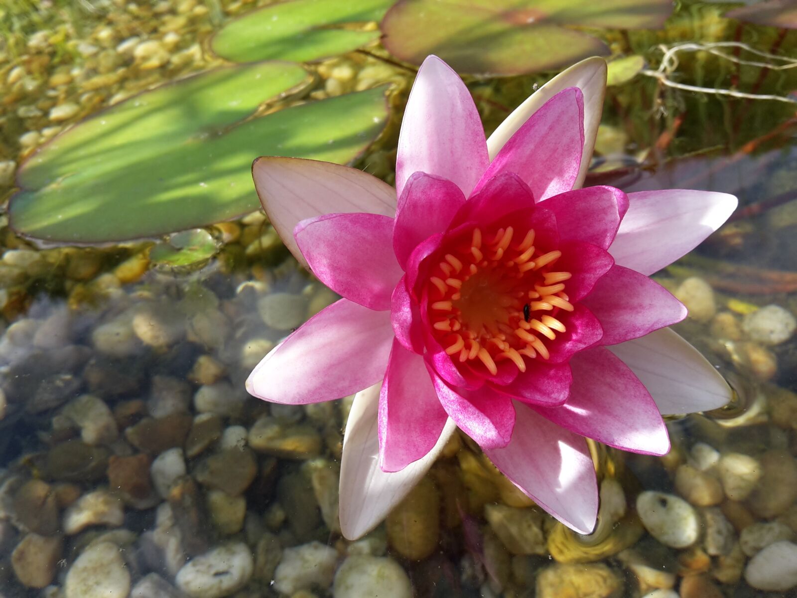Samsung Galaxy S5 Mini sample photo. Pond, summer, water lily photography