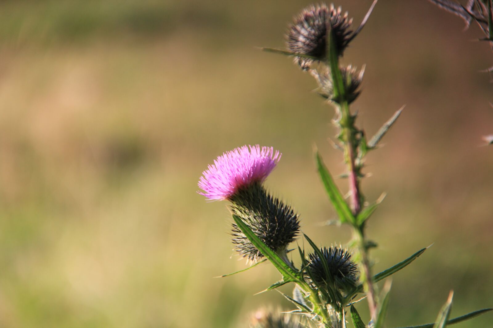 Canon EOS 600D (Rebel EOS T3i / EOS Kiss X5) + Canon EF-S 18-200mm F3.5-5.6 IS sample photo. Nature, thistle, flower photography