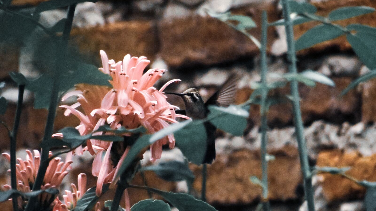 Canon PowerShot SX40 HS sample photo. Hummingbird, nature, animals photography